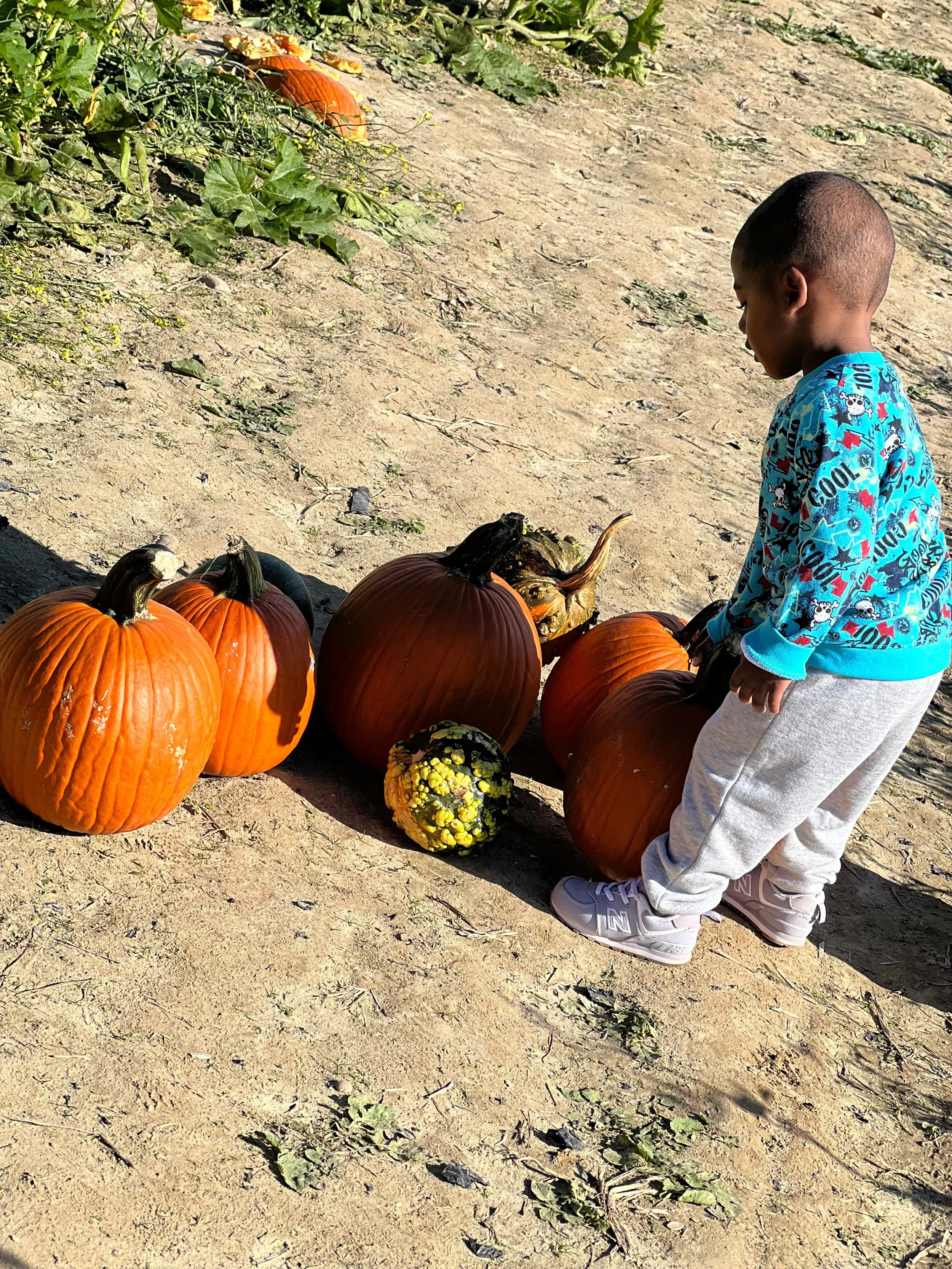 Fall Recommendations from Southside ReLeaf