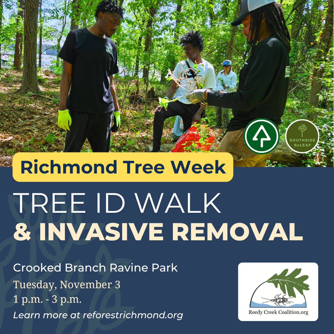Tree ID Walk and Invasive Removal at Crooked Branch Ravine