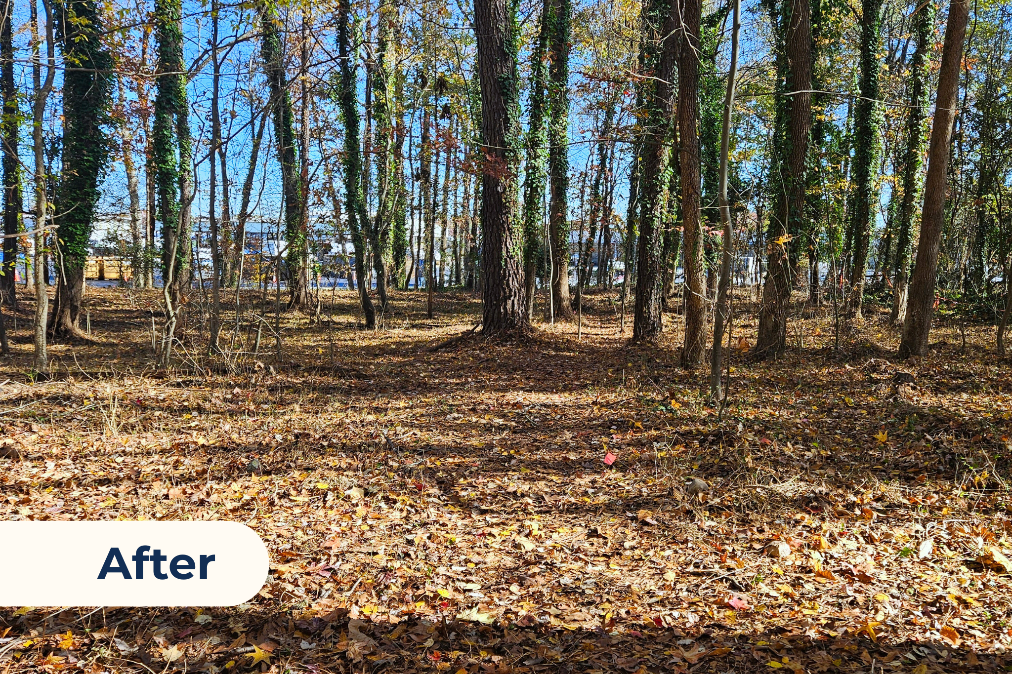 Photo of the new park on November 21, 2024, after months of invasive species removal and habitat restoration efforts from volunteers and our partners.