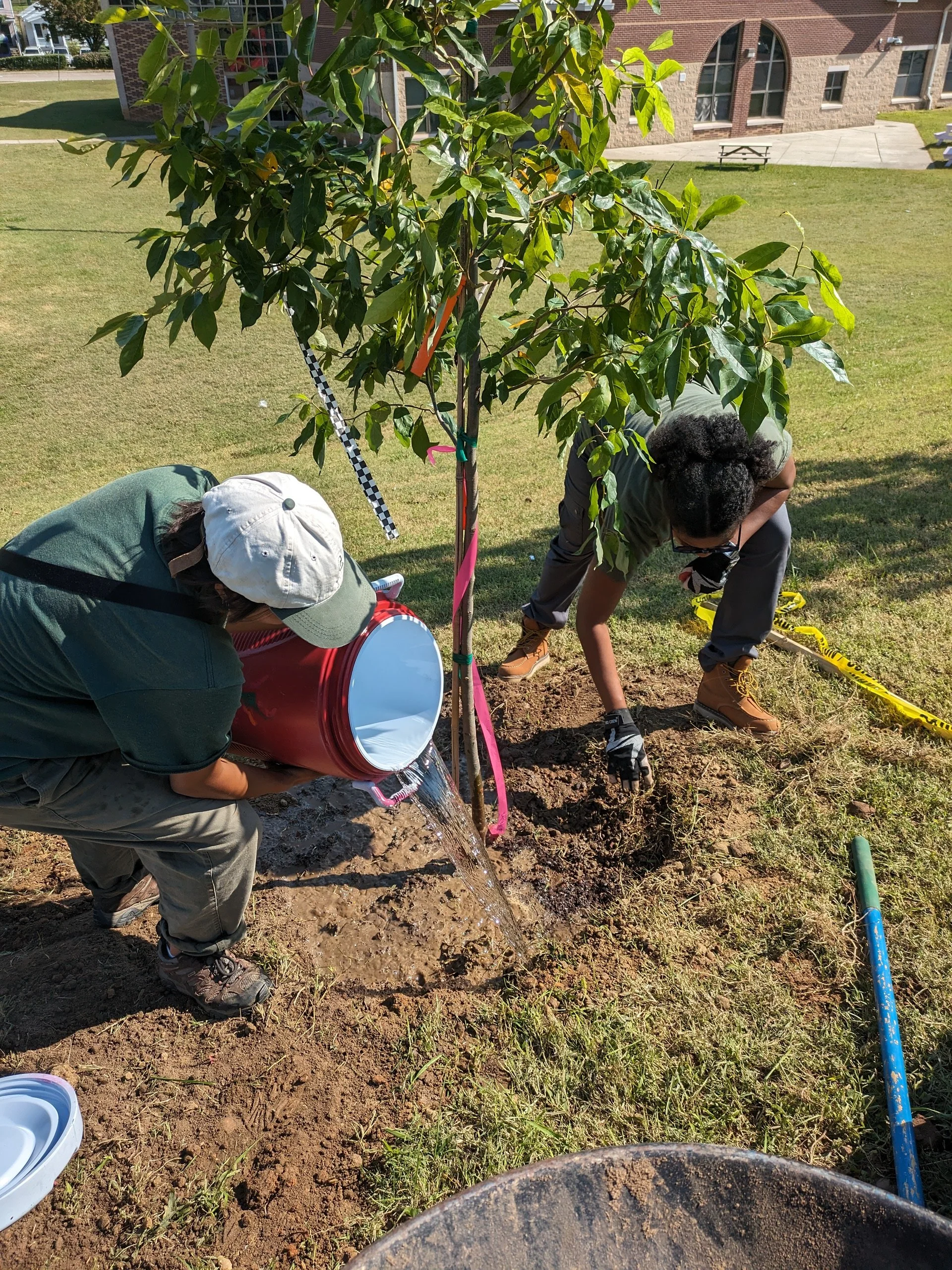 A City employee pours water from a bucket onto a newly planted tree at Blackwell Elementary while Sheri removes debris from the planting site.