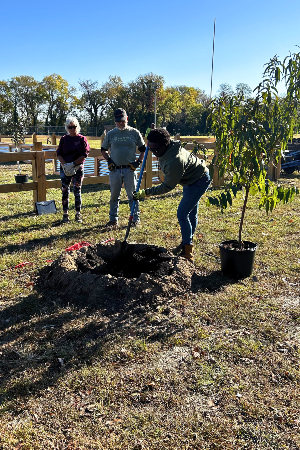Lisa digs a hole with a shovel while two volunteers stand back and observe. A potted tree waits to the right to be planted.