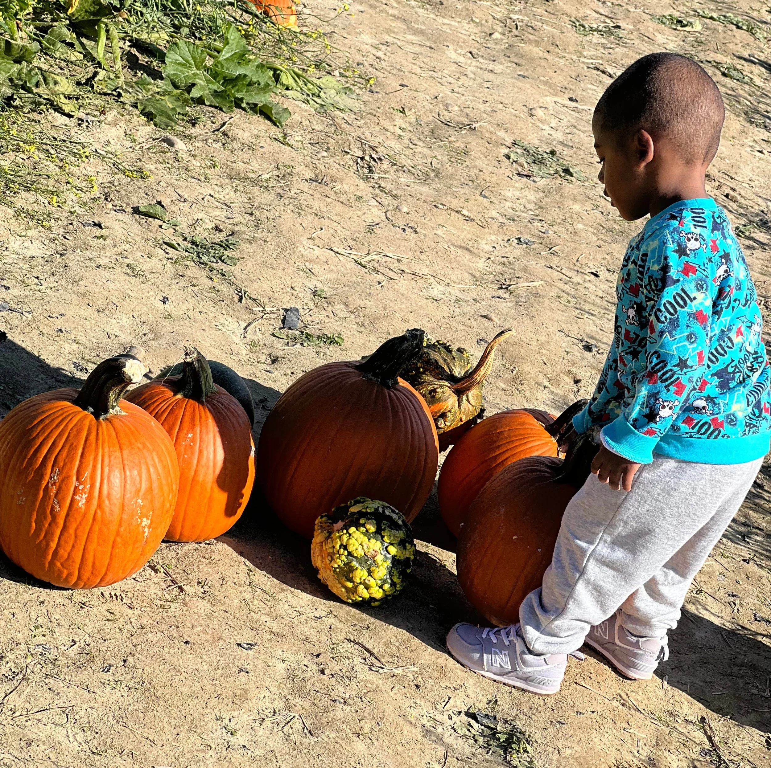 Brandi’s nephew picking a pumpkin at Hanover Vegetable Farm.