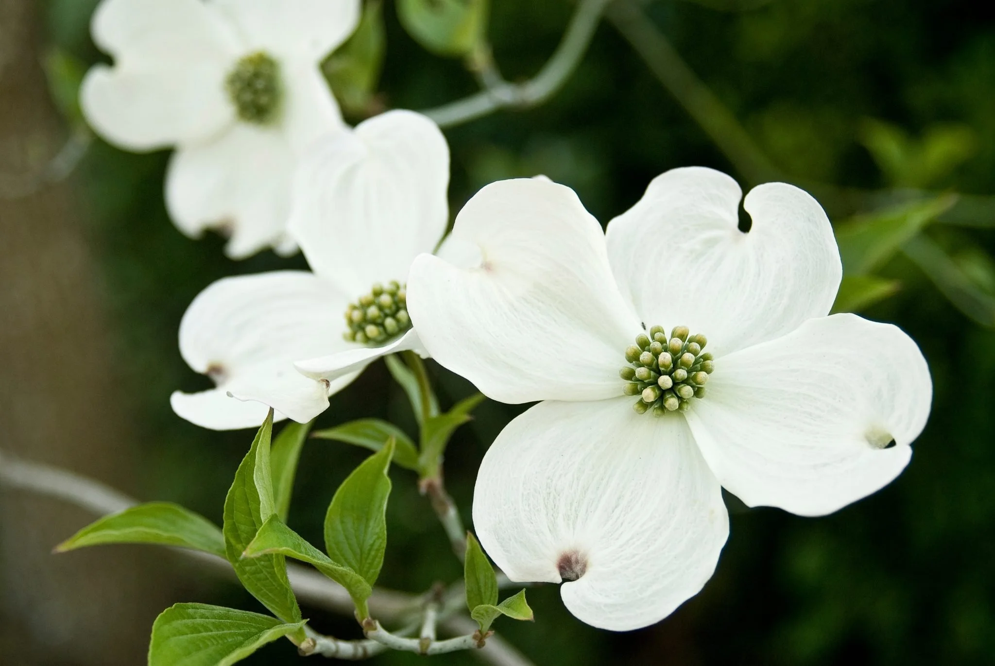 Flowering dogwood leaves and flowers