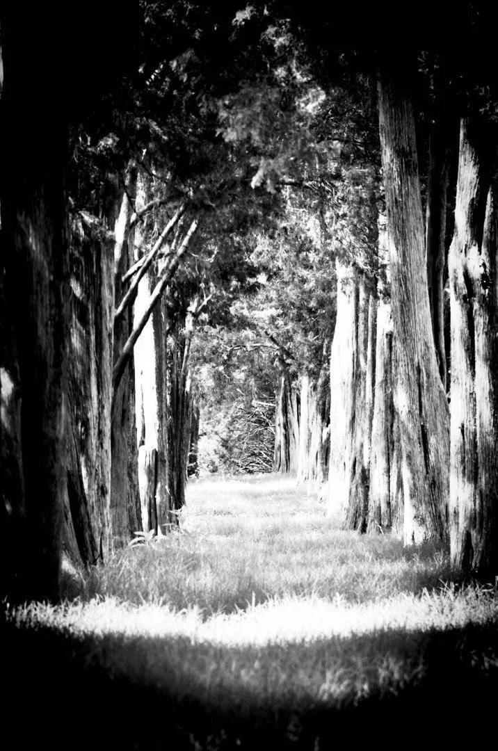 A tree-lined corridor at Maymont Park