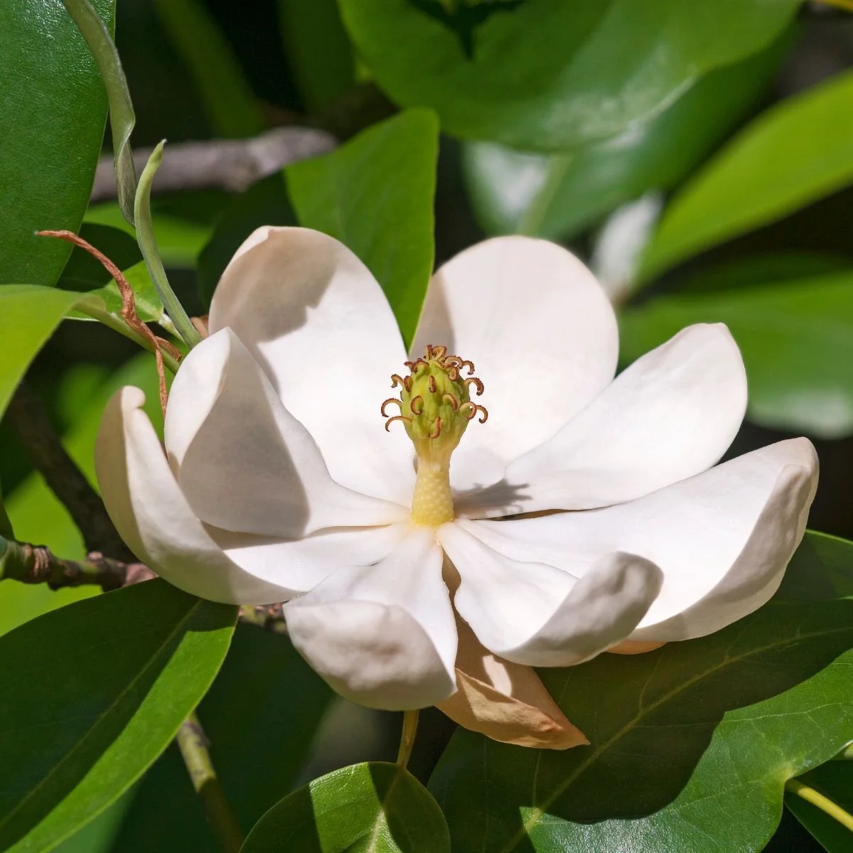 Sweetbay Magnolia leaves and flower