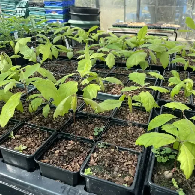 Scarlet Oak seedlings in large trays