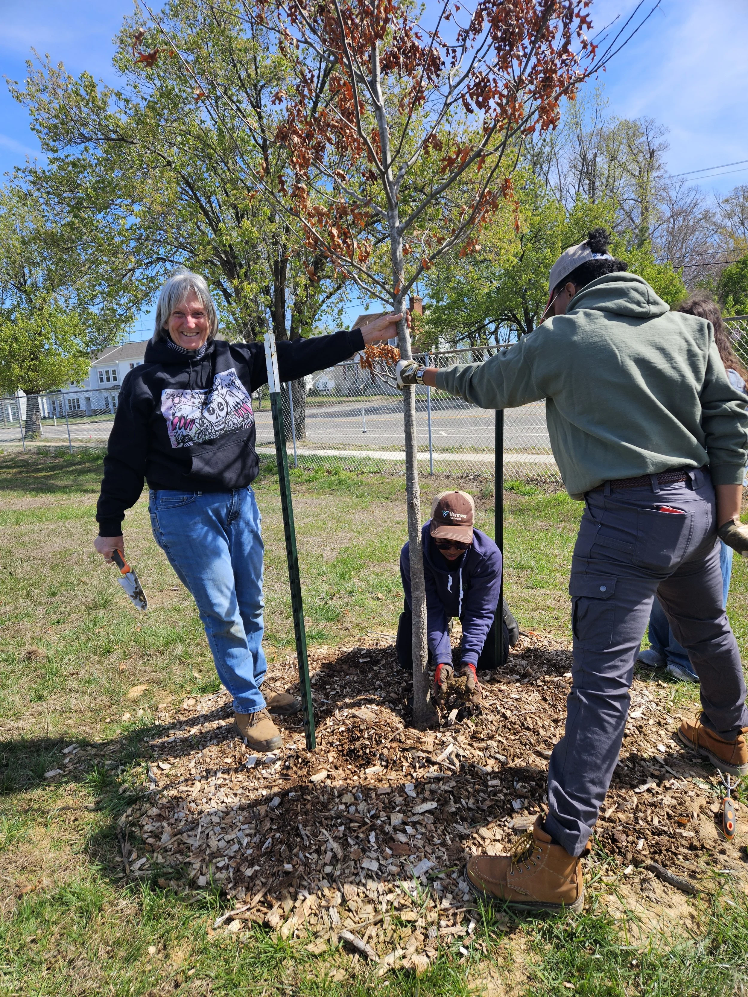 A crew, including Ann Jurczyk (Chesapeake Bay Foundation) and Sheri Shannon (Southside ReLeaf), installs an arbor tie on a leaning tree during a tree care workday in spring 2026.
