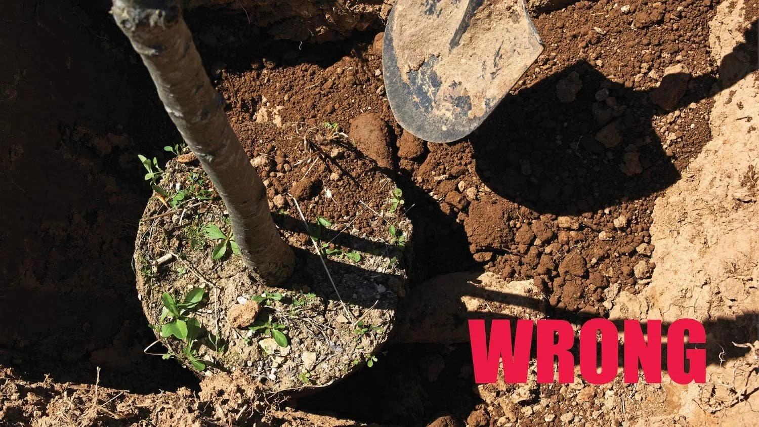Photo showing a tree that was removed from its container and plopped directly into the hole for planting without preparing the root ball. WRONG in big red letters is at the bottom right.