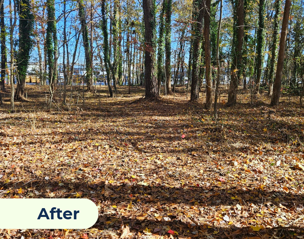 Photo of Ernest Road Park on November 21, 2024. The photo shows the park nearly cleared of invasive ivy.