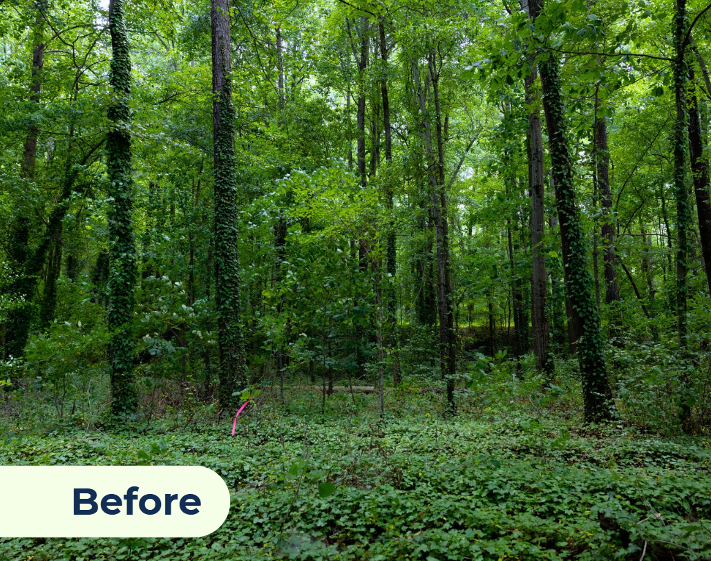 Photo of Ernest Road Park on June 27, 2024. The park is covered in invasive ivy in the photo.