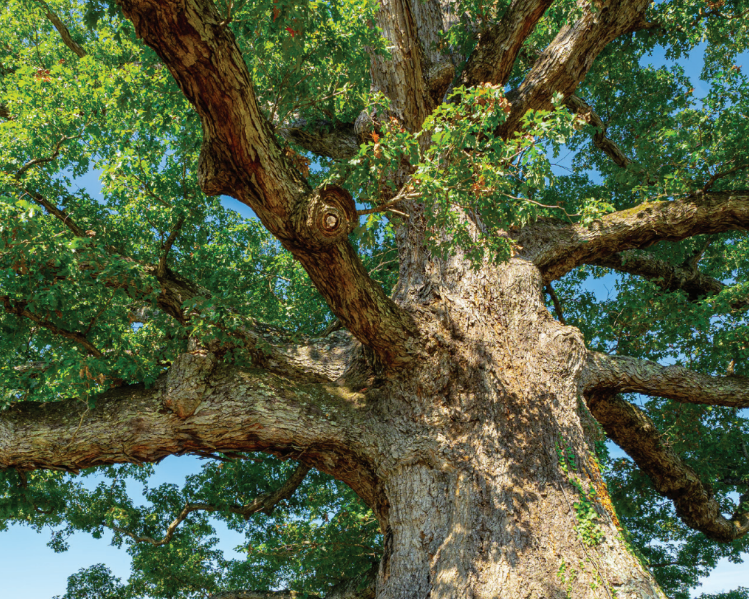 Photo of a huge, mature tree with textured bark and abundant leafy green canopy.