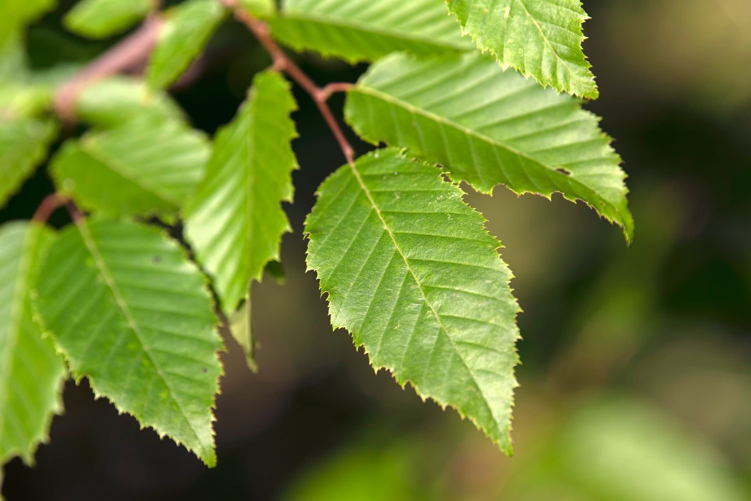 American Hornbeam leaves