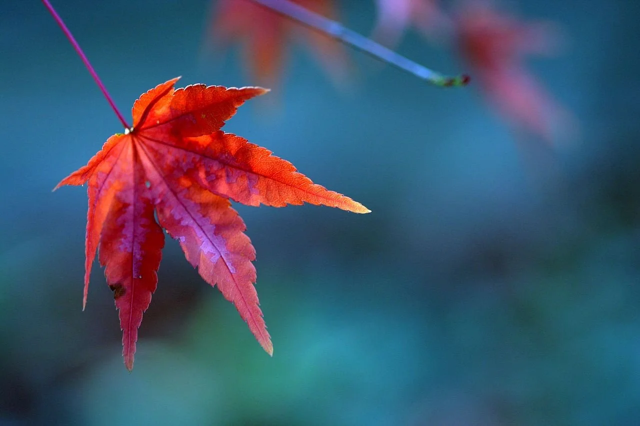 Red Maple leaf