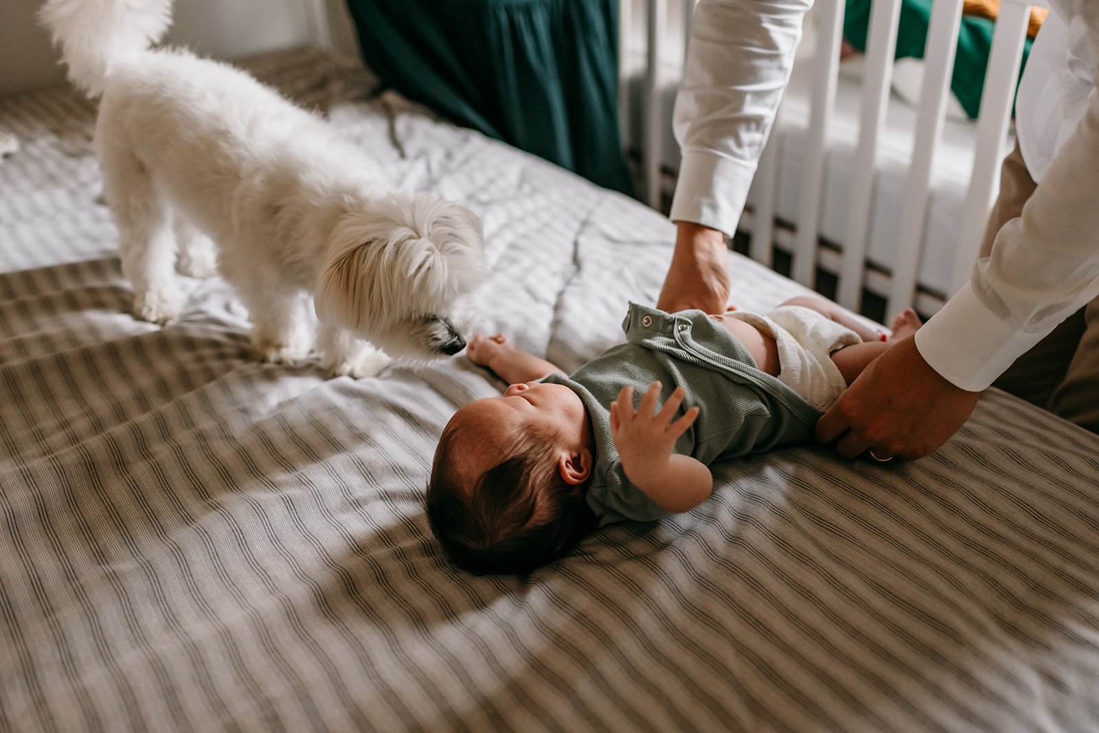 curious-dog-newborn-baby.jpg