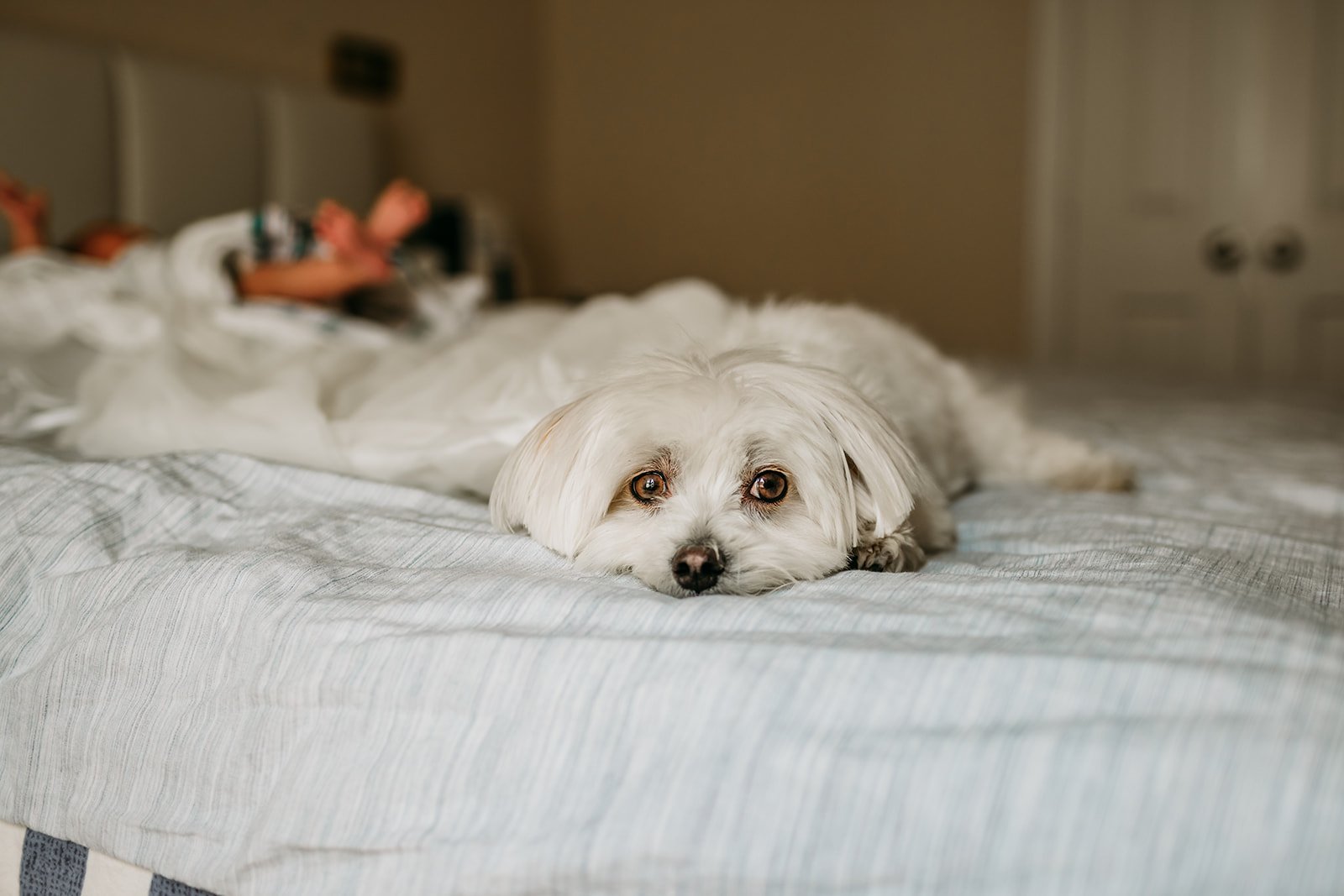 dog-on-bed.jpg