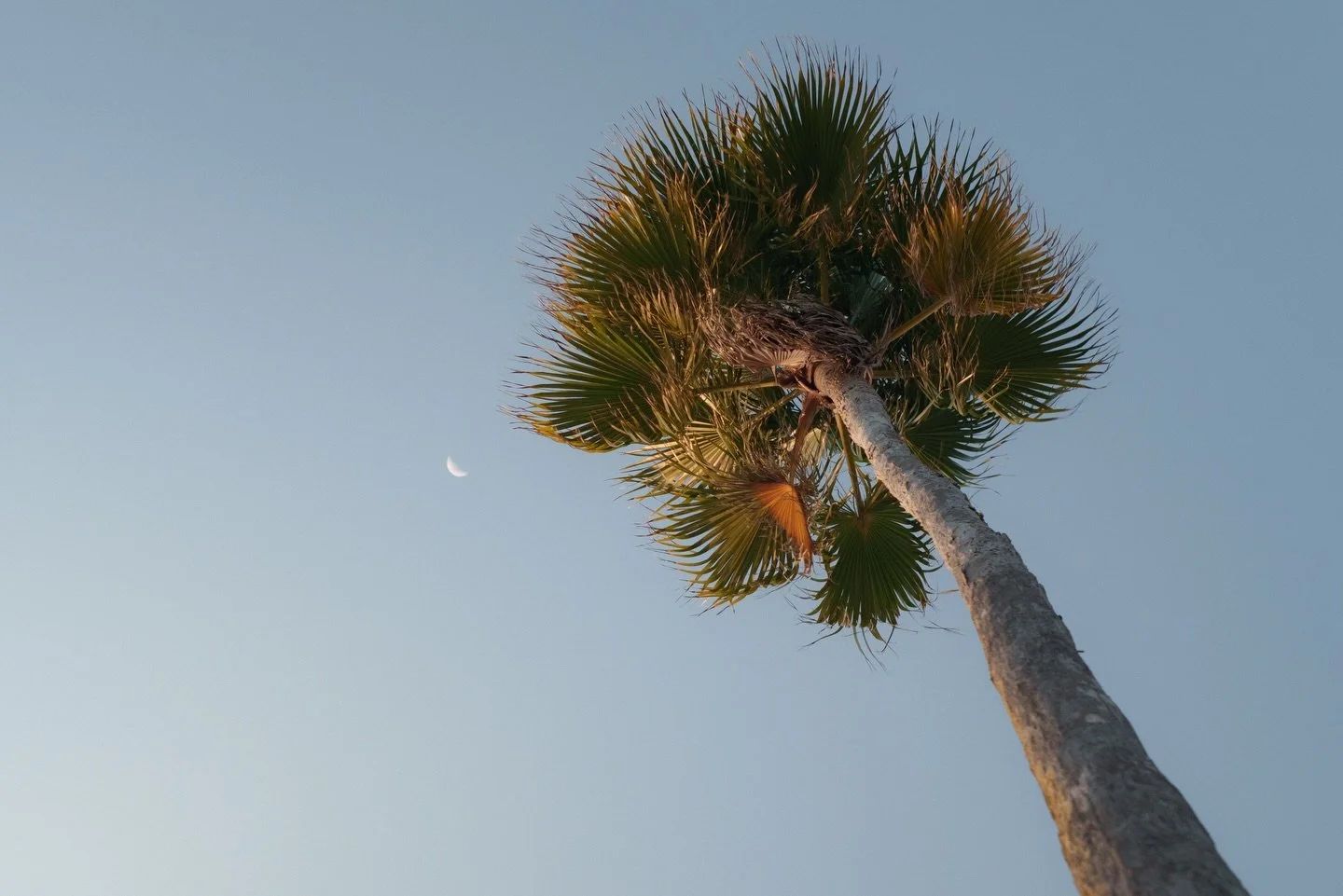 Isn&rsquo;t this like the South Carolina flag or something? 😂 #eckerdlife #eckerdcollege #florida