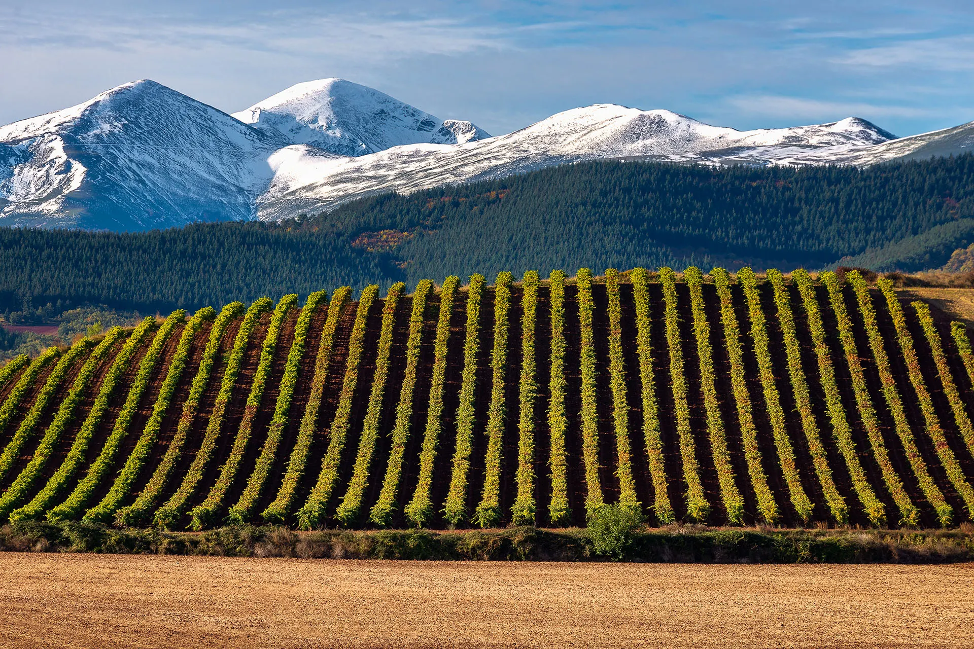 Grape to Glass: Tempranillo