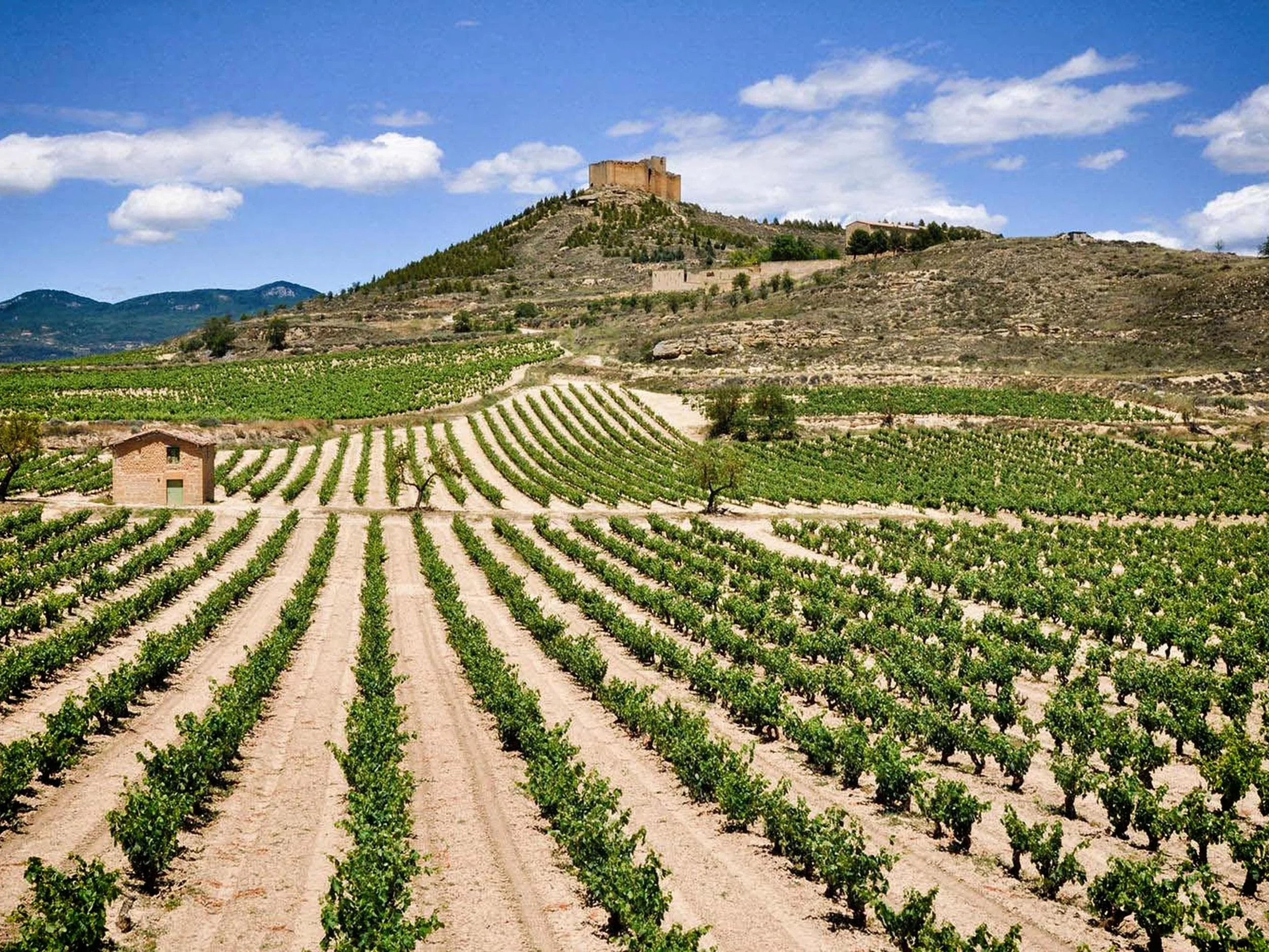 Spanish Wine Scholar: Castilla y León Masterclass