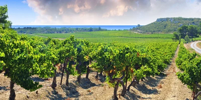 French Wine Scholar: Languedoc &amp; Roussillon Masterclass