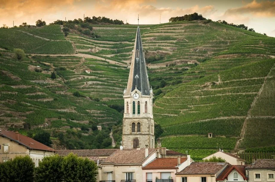 French Wine Scholar: Rhône Masterclass