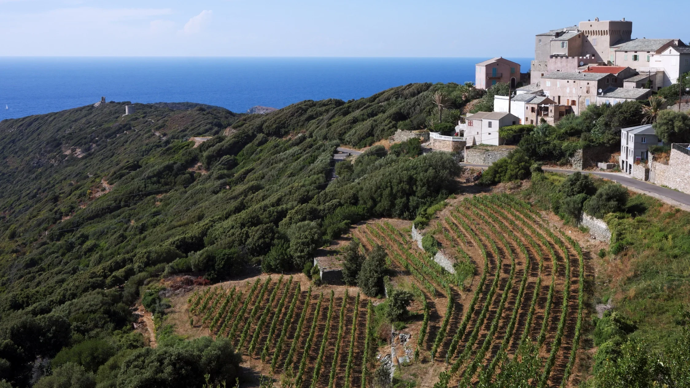 French Wine Scholar: Provence &amp; Corsica Masterclass