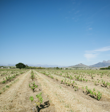 Women in Wine: White Wine Edition