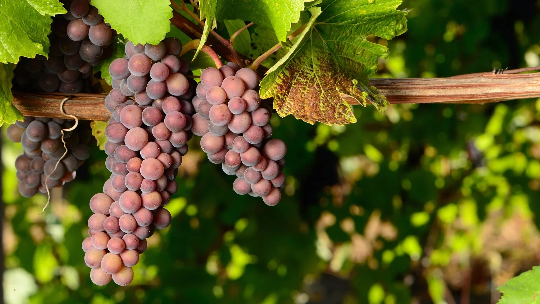Grape to Glass: Pinot Gris/Pinot Grigio