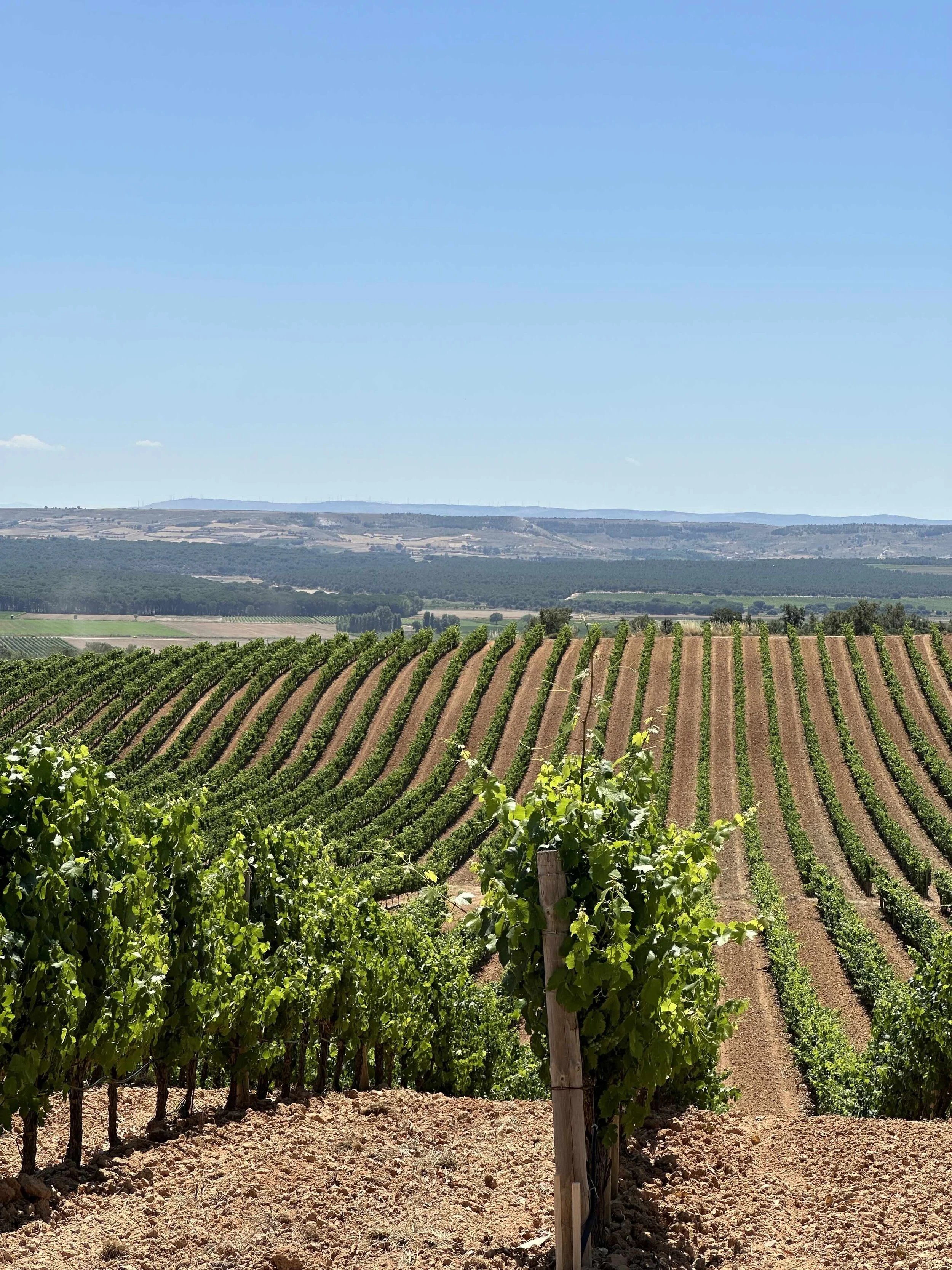 Atlas of Wine: Spain