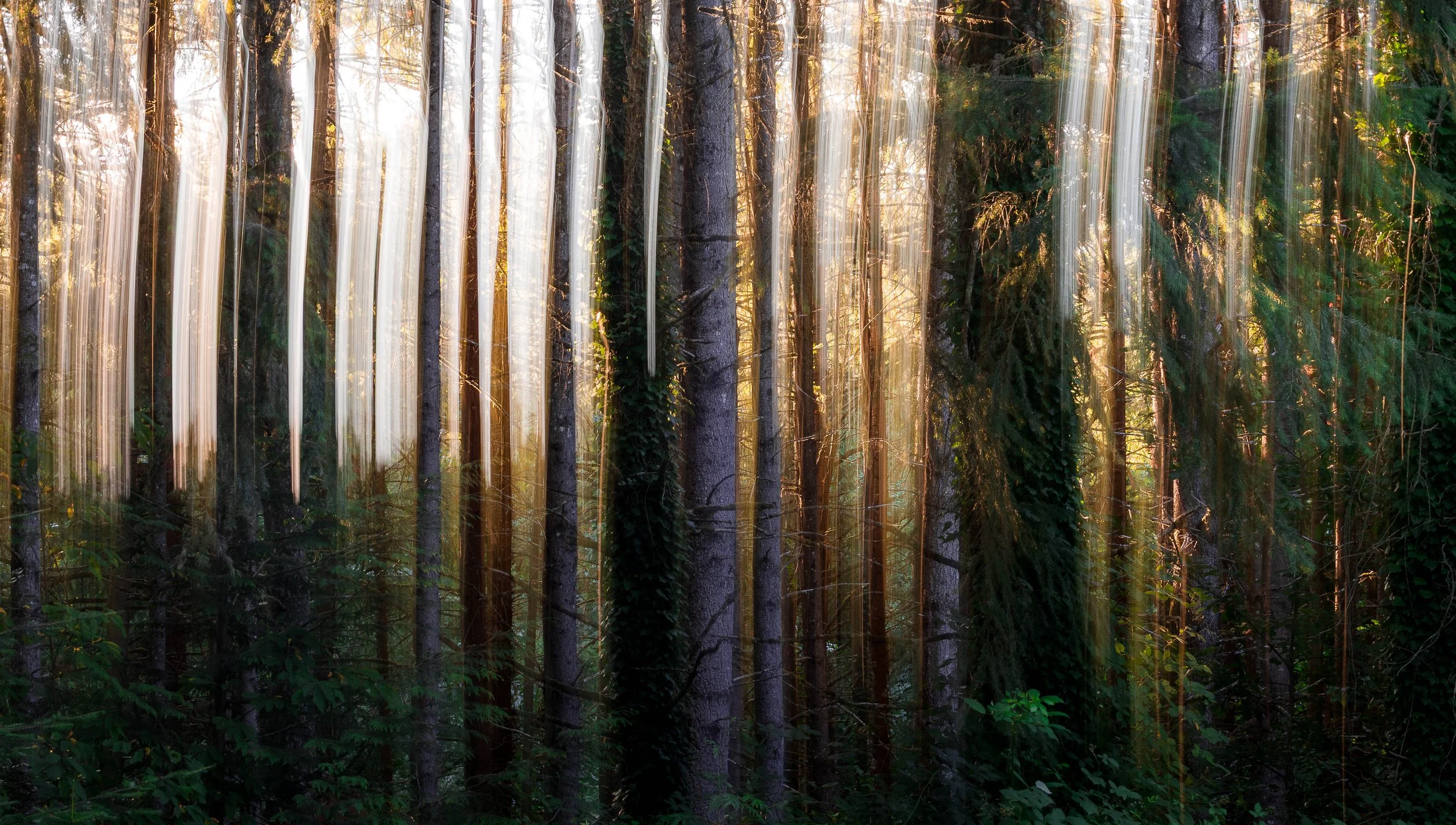 Evergreen forest with vertical golden light streaks created through intentional camera movement