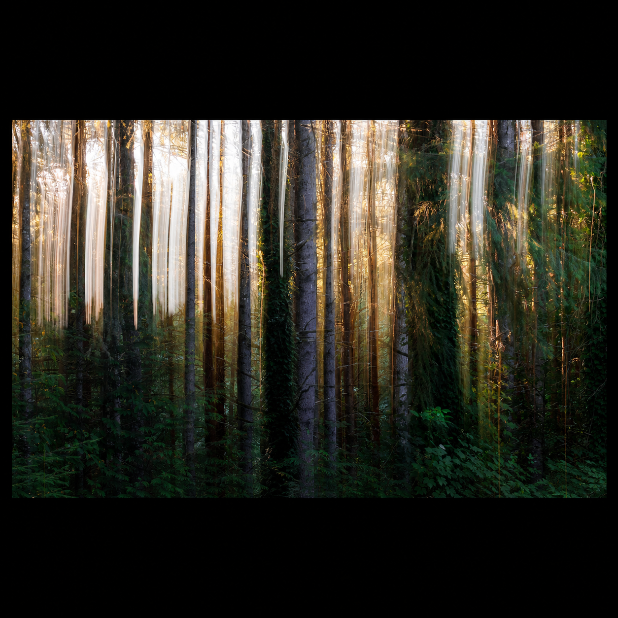 Where the Light Falls abstract forest photograph presented in full against a black background