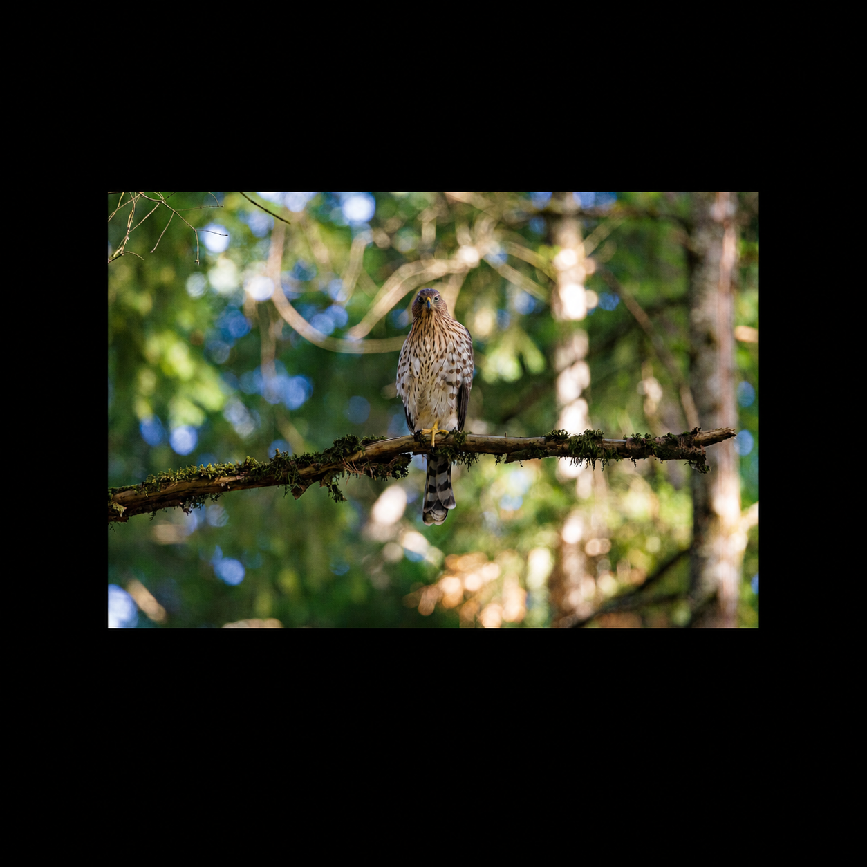 The Watcher Cooper's hawk photograph presented in full against a black background