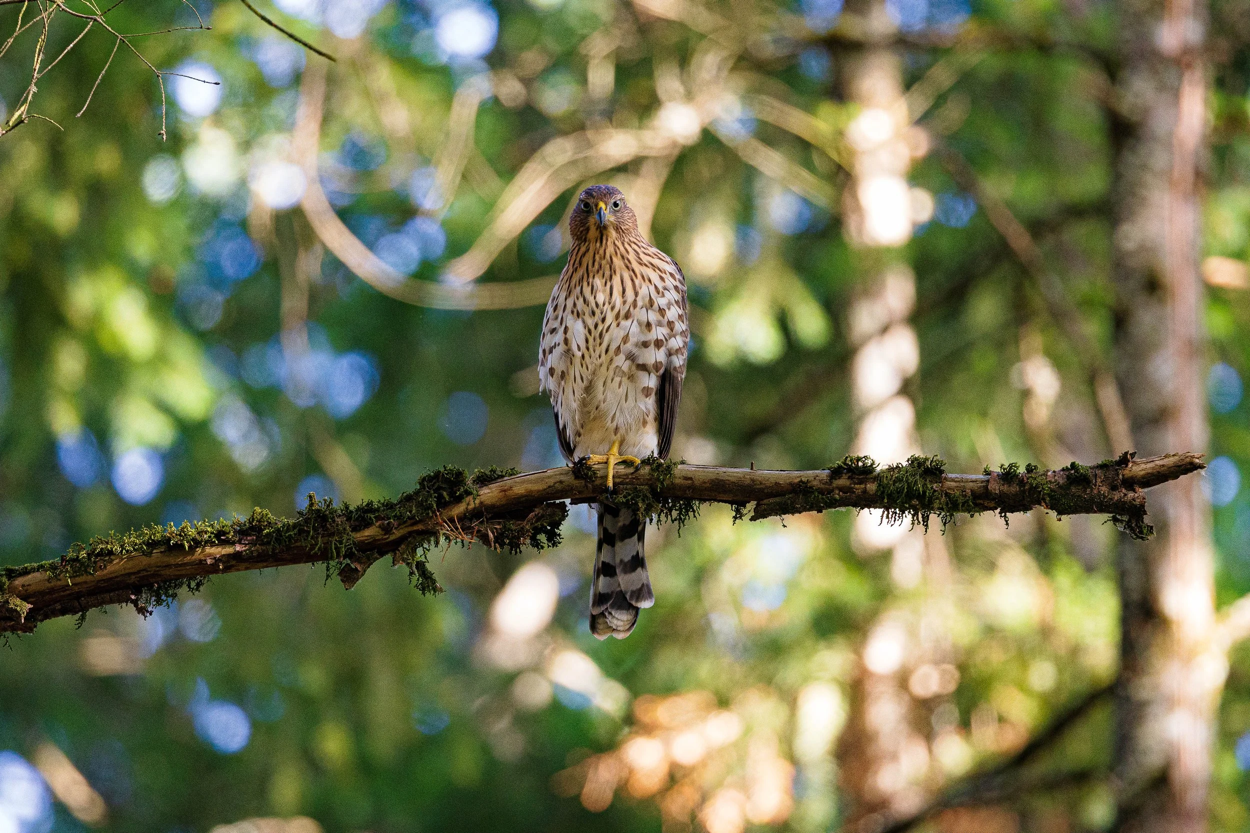 Cooper's hawk facing the camera from a moss-covered branch in a sunlit green forest