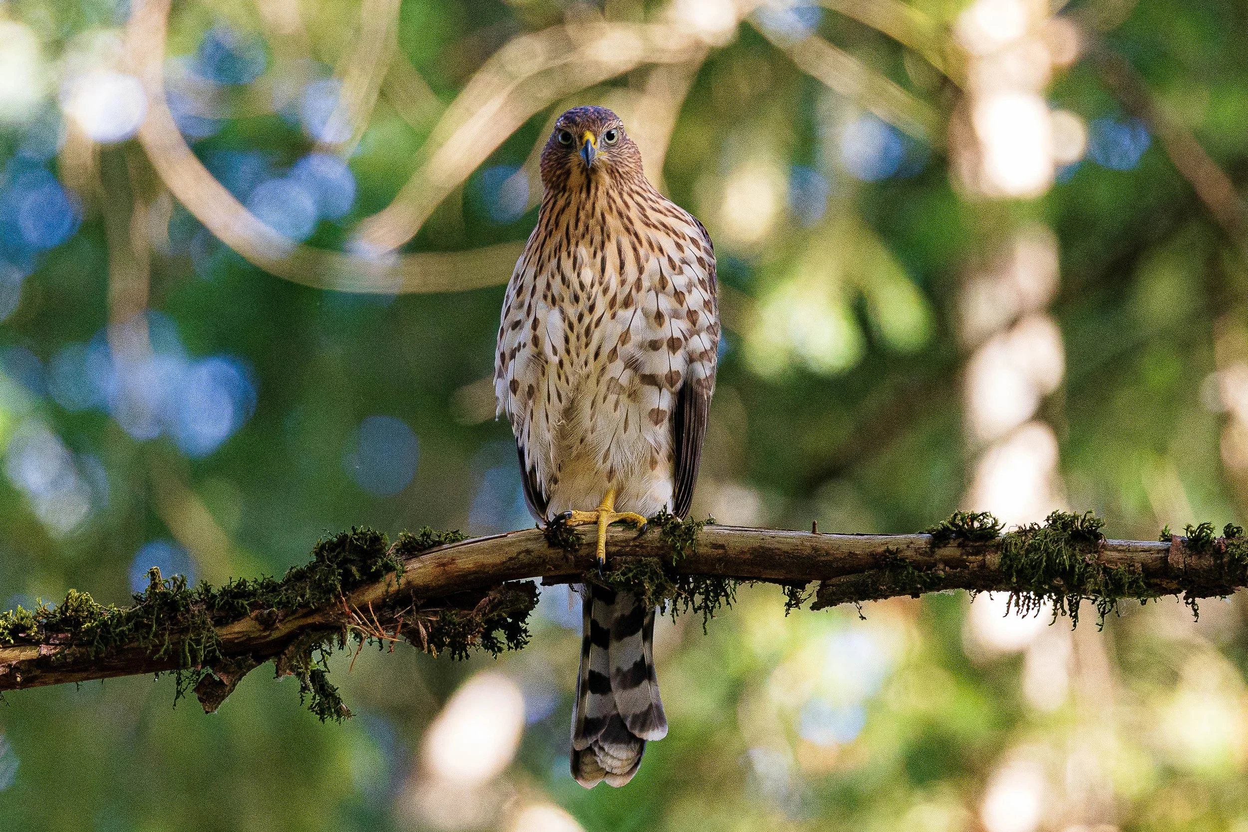 Close detail of the hawk's direct gaze, patterned chest, barred tail, yellow feet, and mossy branch