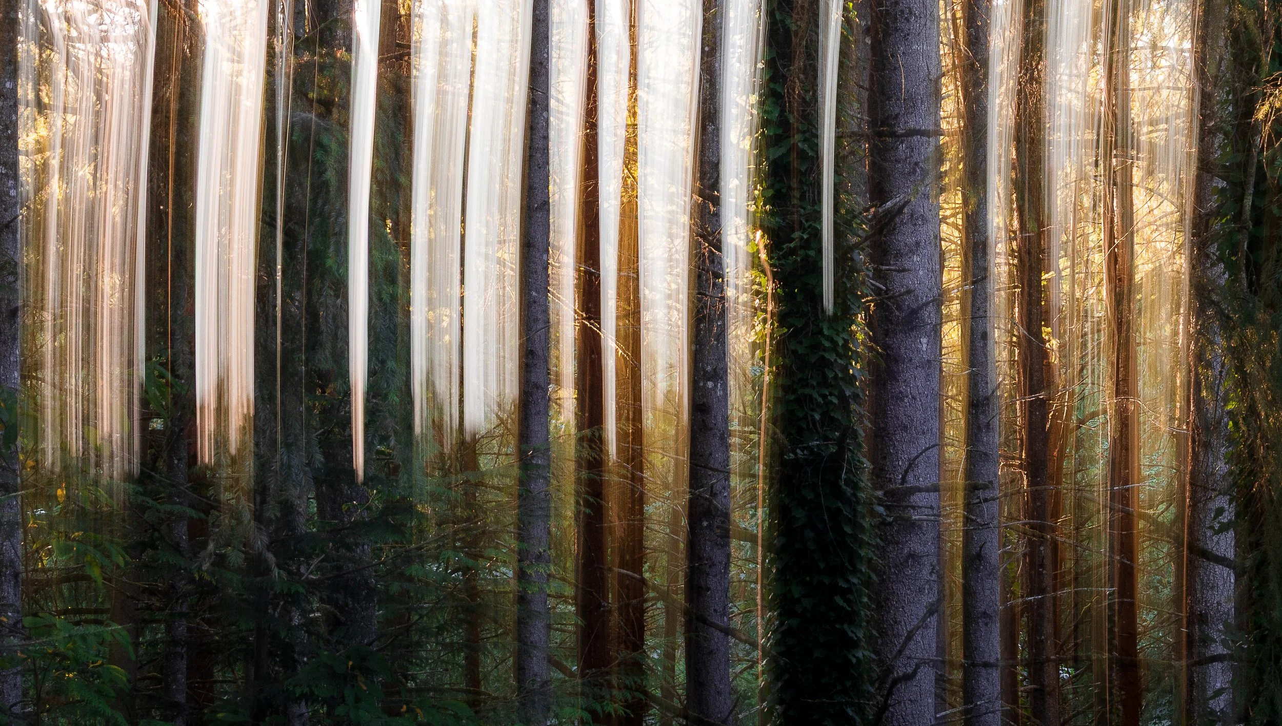 Close detail of luminous vertical light, tree bark, ivy, and deep green forest texture
