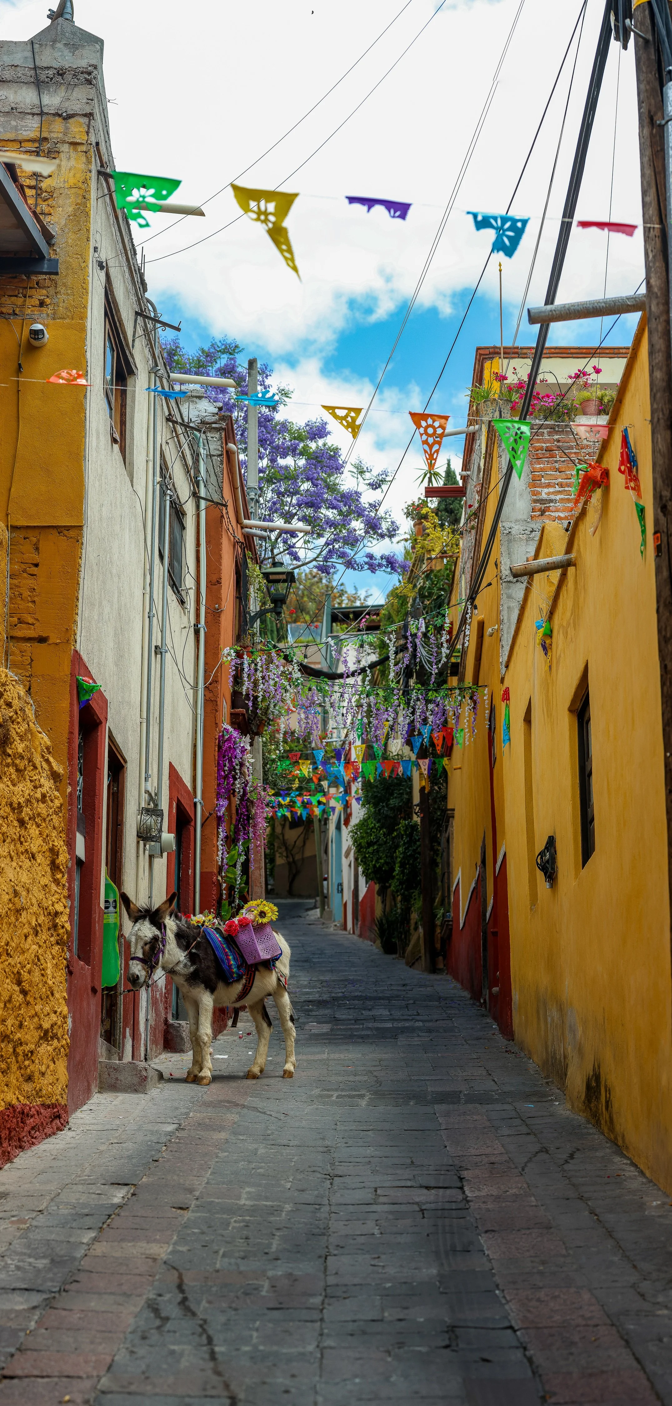Burro standing in a narrow colorful San Miguel de Allende lane beneath papel picado