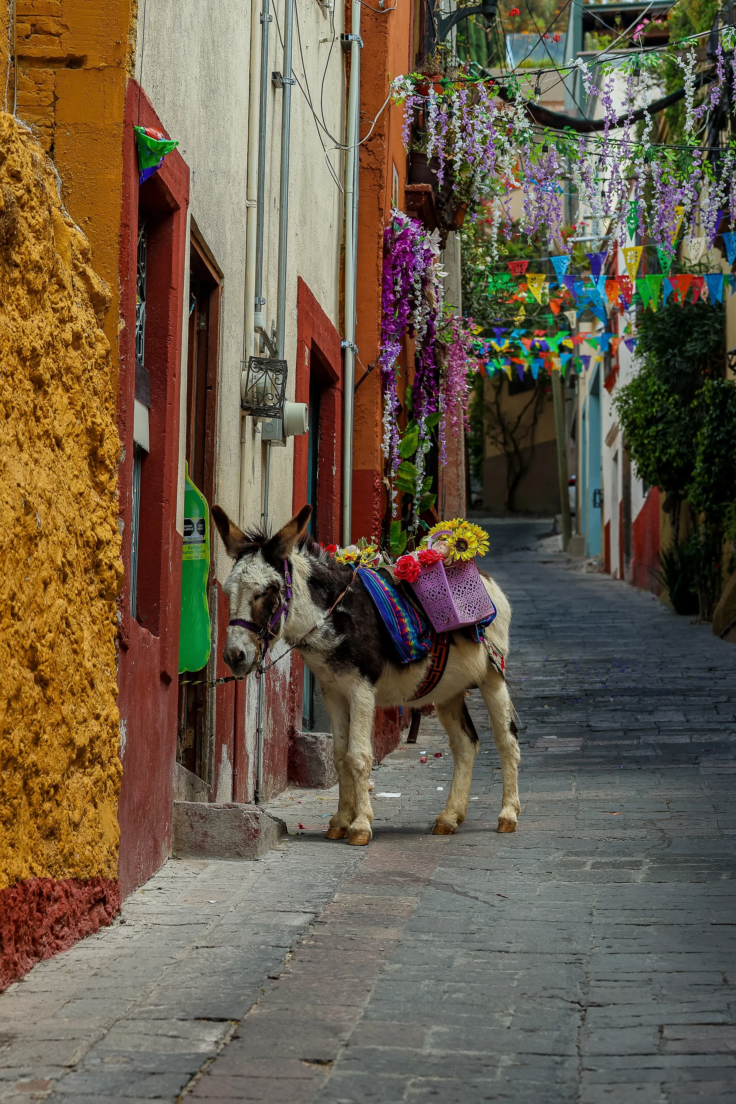 Close detail of the burro, flowers, stone paving, painted walls, and colorful overhead flags