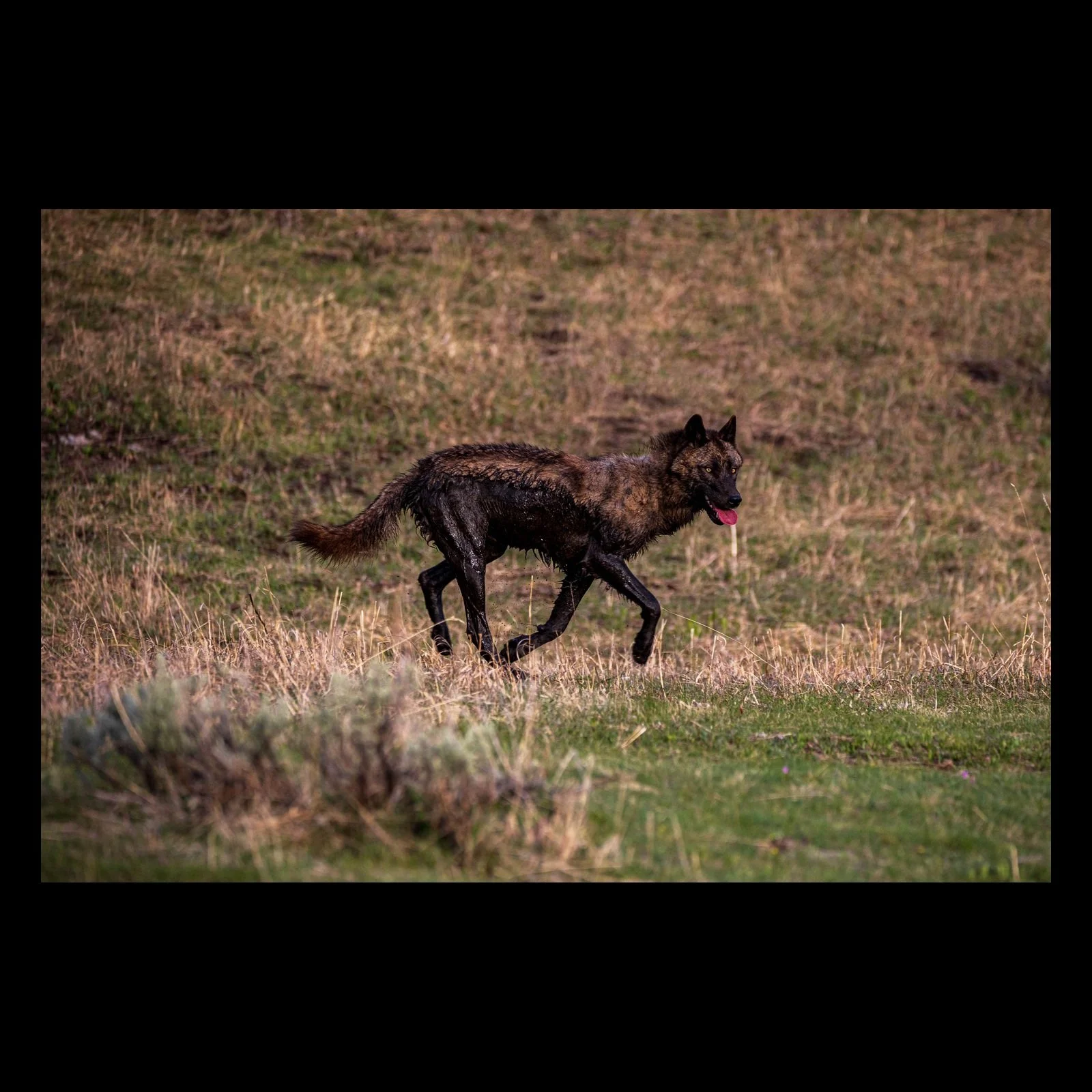 The Return Yellowstone gray wolf photograph presented in full against a black background