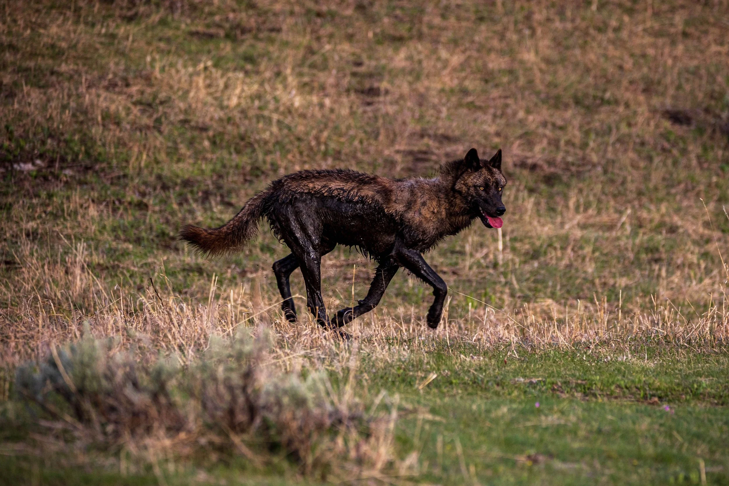 Dark-coated gray wolf running across Yellowstone grassland while looking toward the camera