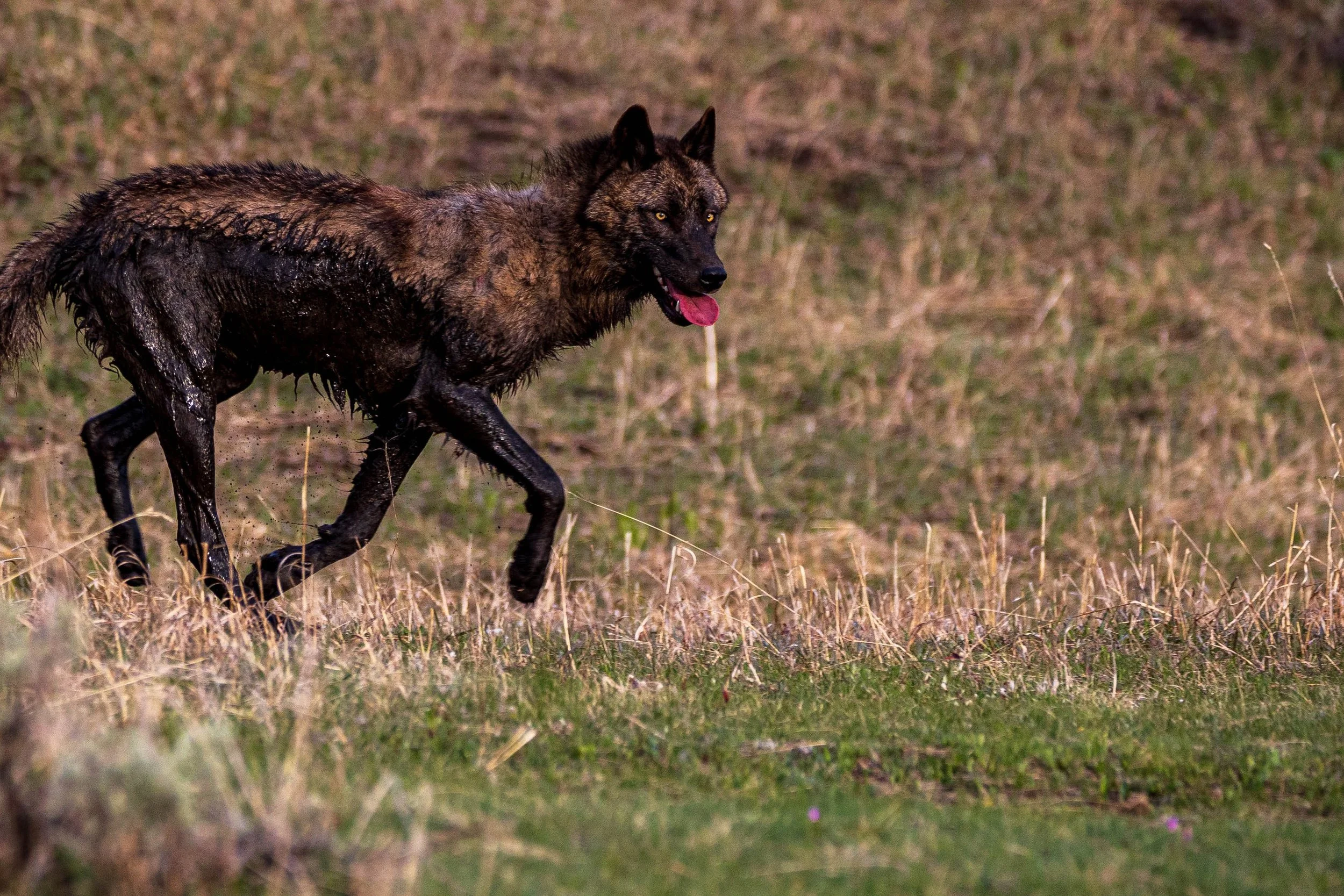 Close detail of the wolf's direct gaze, wet fur, lifted foreleg, and surrounding dry grass
