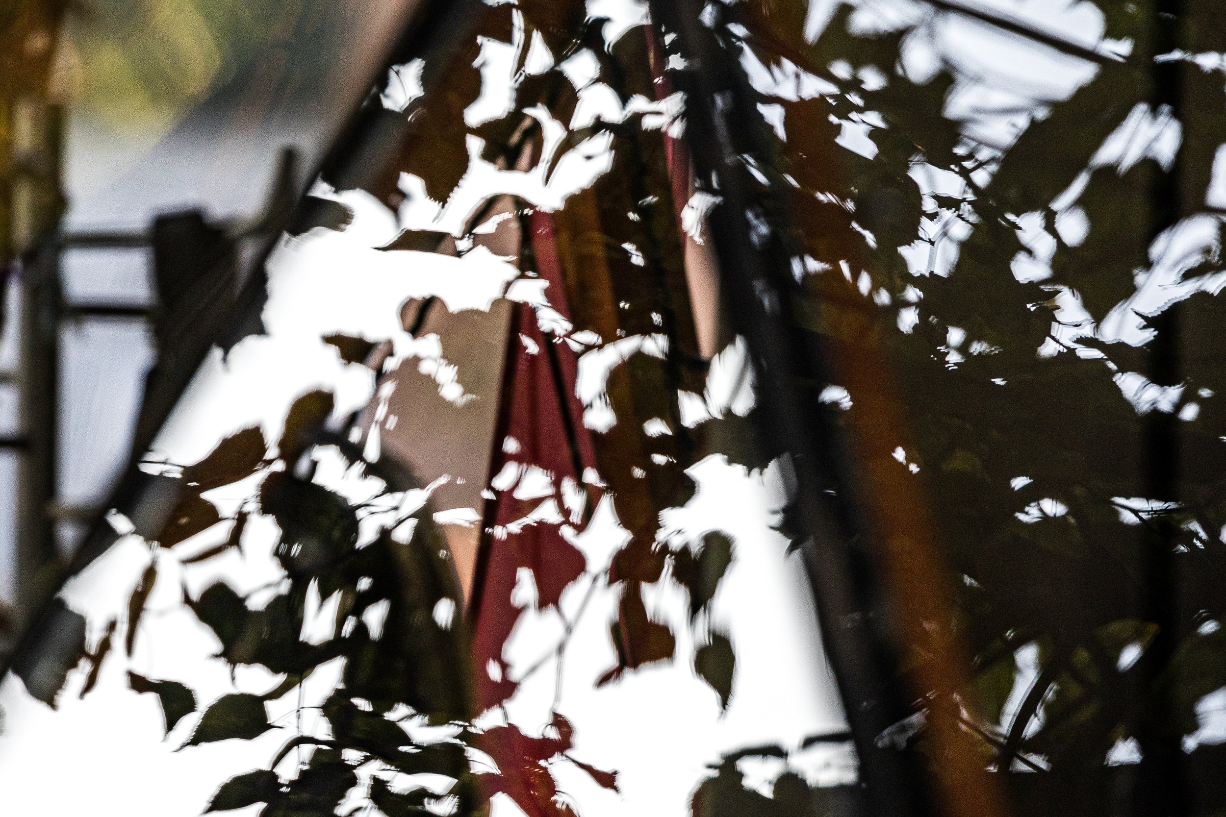 Close abstract detail of reflected leaves, curved distortion, pale sky, and a vertical red accent