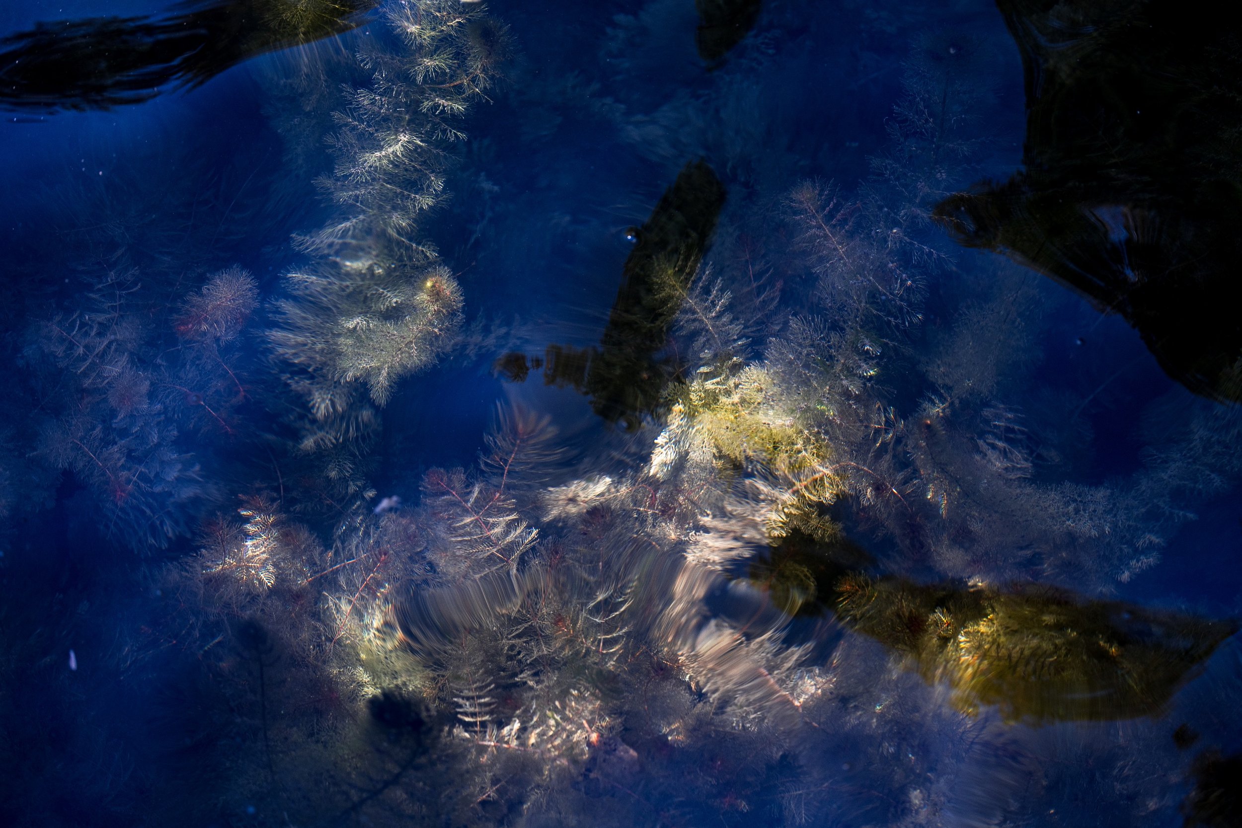 Deep blue water with pale submerged forms and dark reflections distorted across the surface