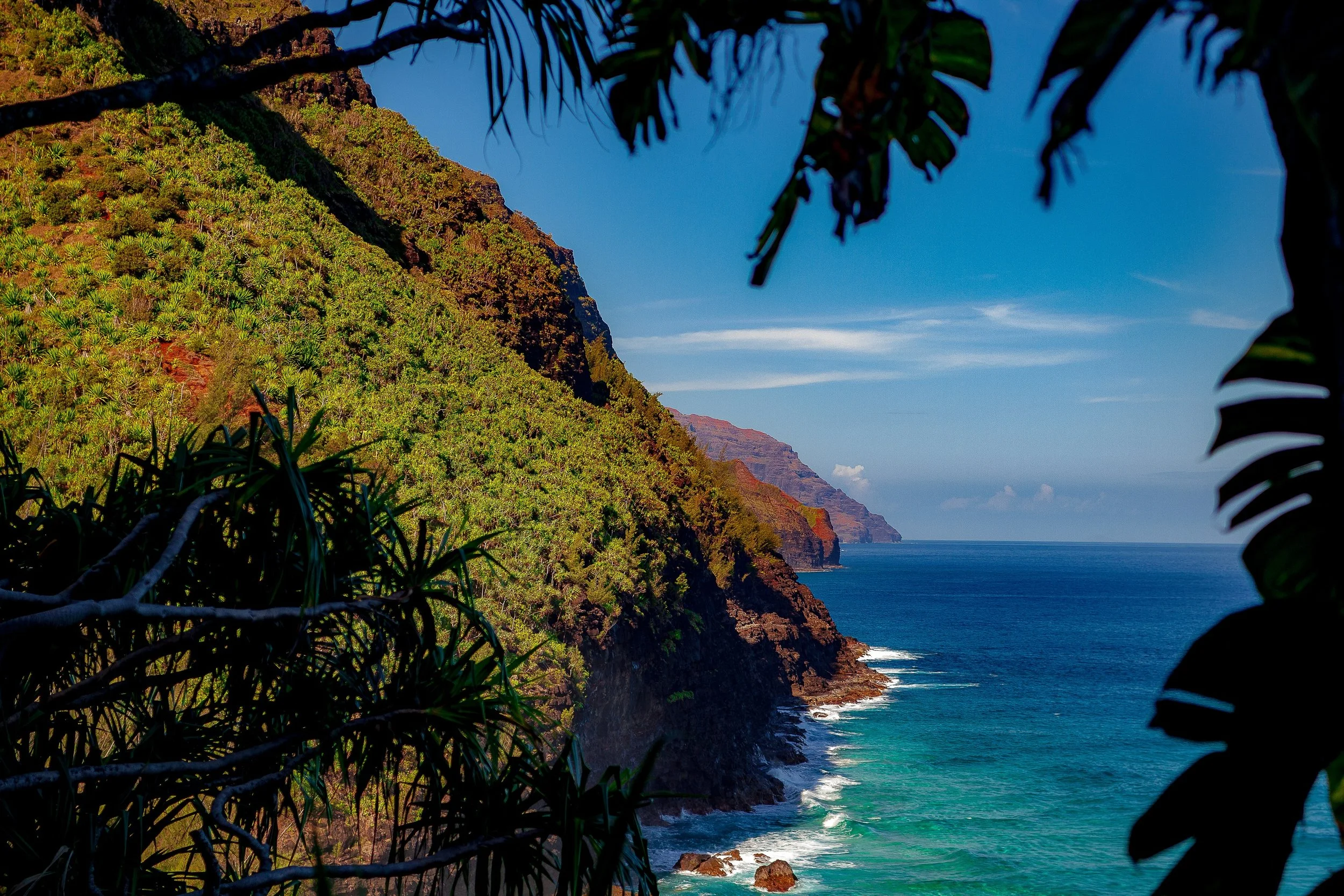 Complete uncropped artwork for Framed Coast, showing dark leaves and branches frame a steep green coast dropping into intensely blue water
