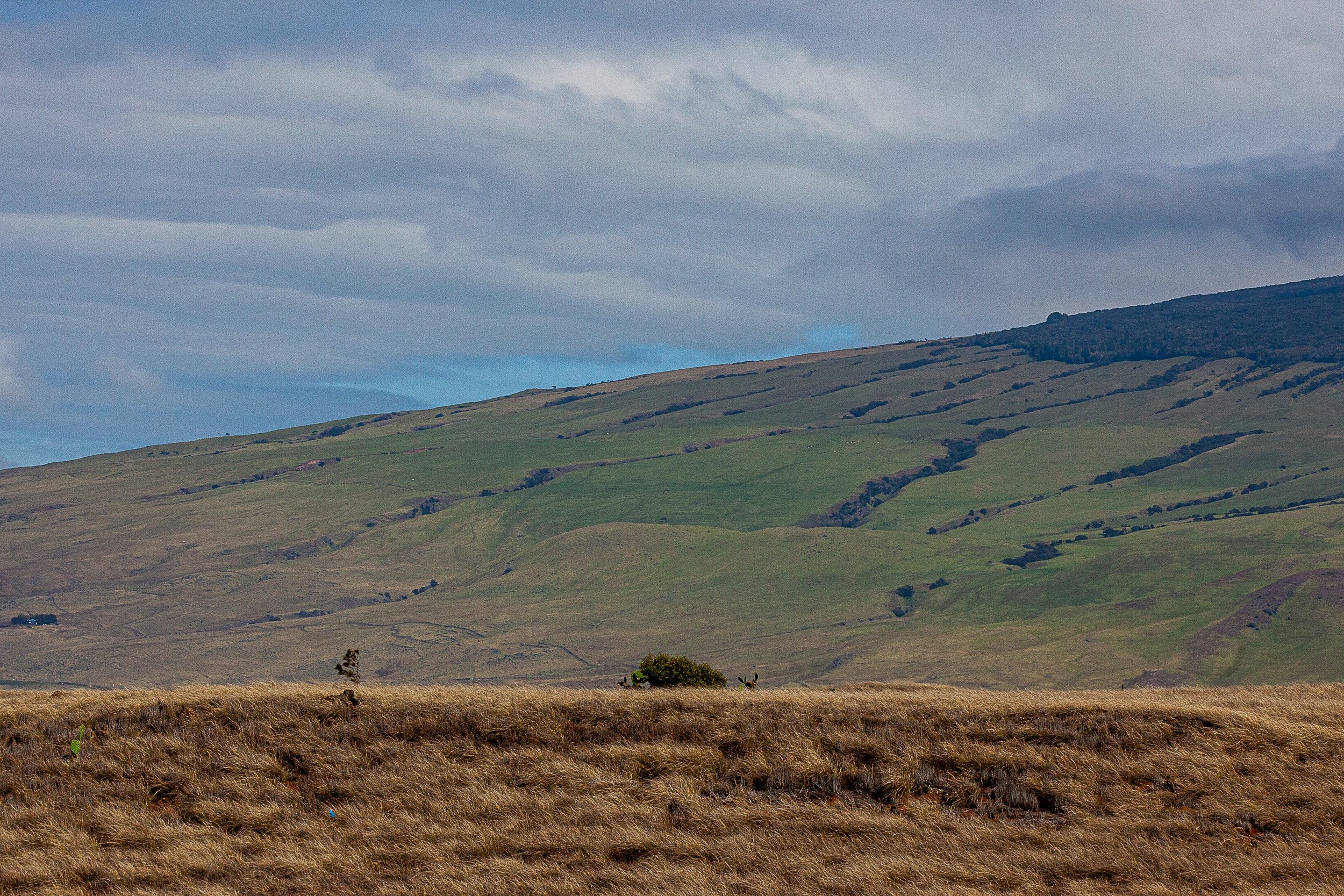Detail crop from Divided Ground, emphasizing fences and faint tracks reveal human order inside the open terrain