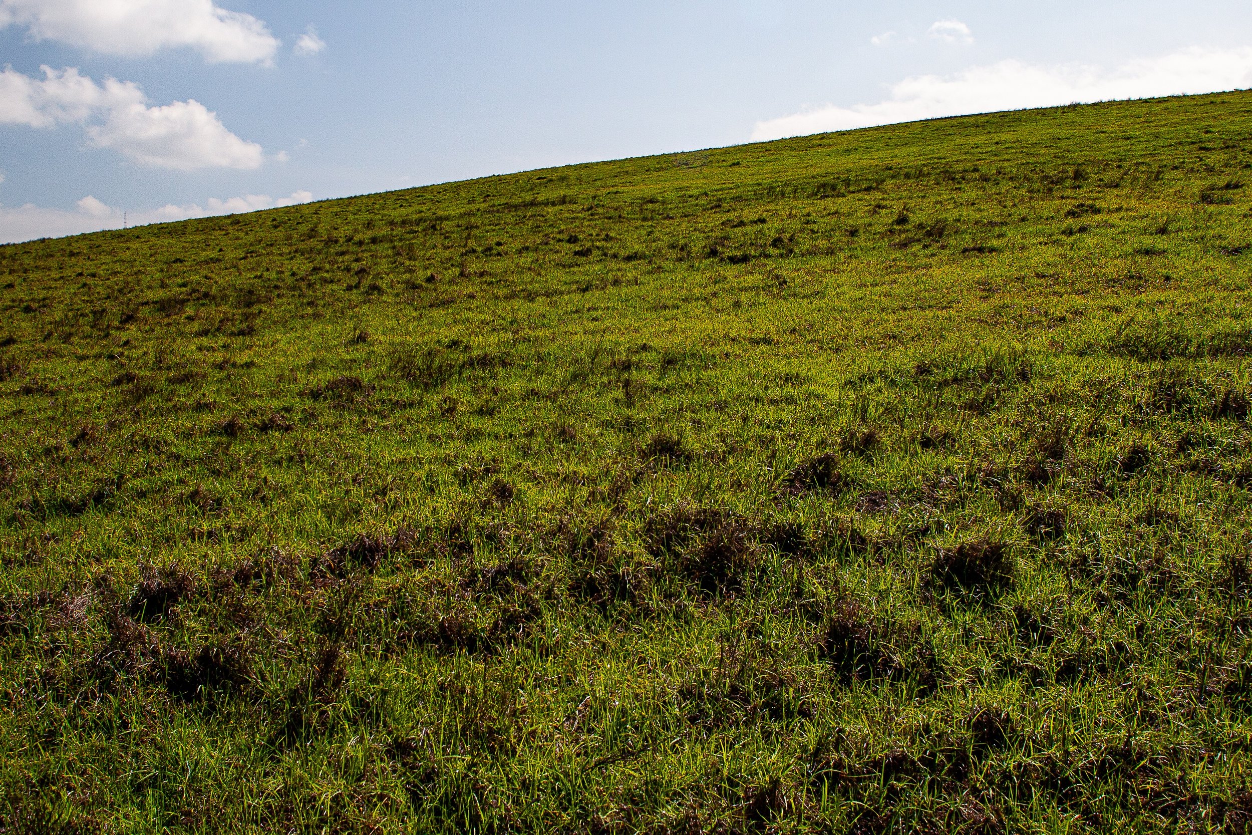 Detail crop from The Green Incline, emphasizing variations in grass color keep the large green plane active