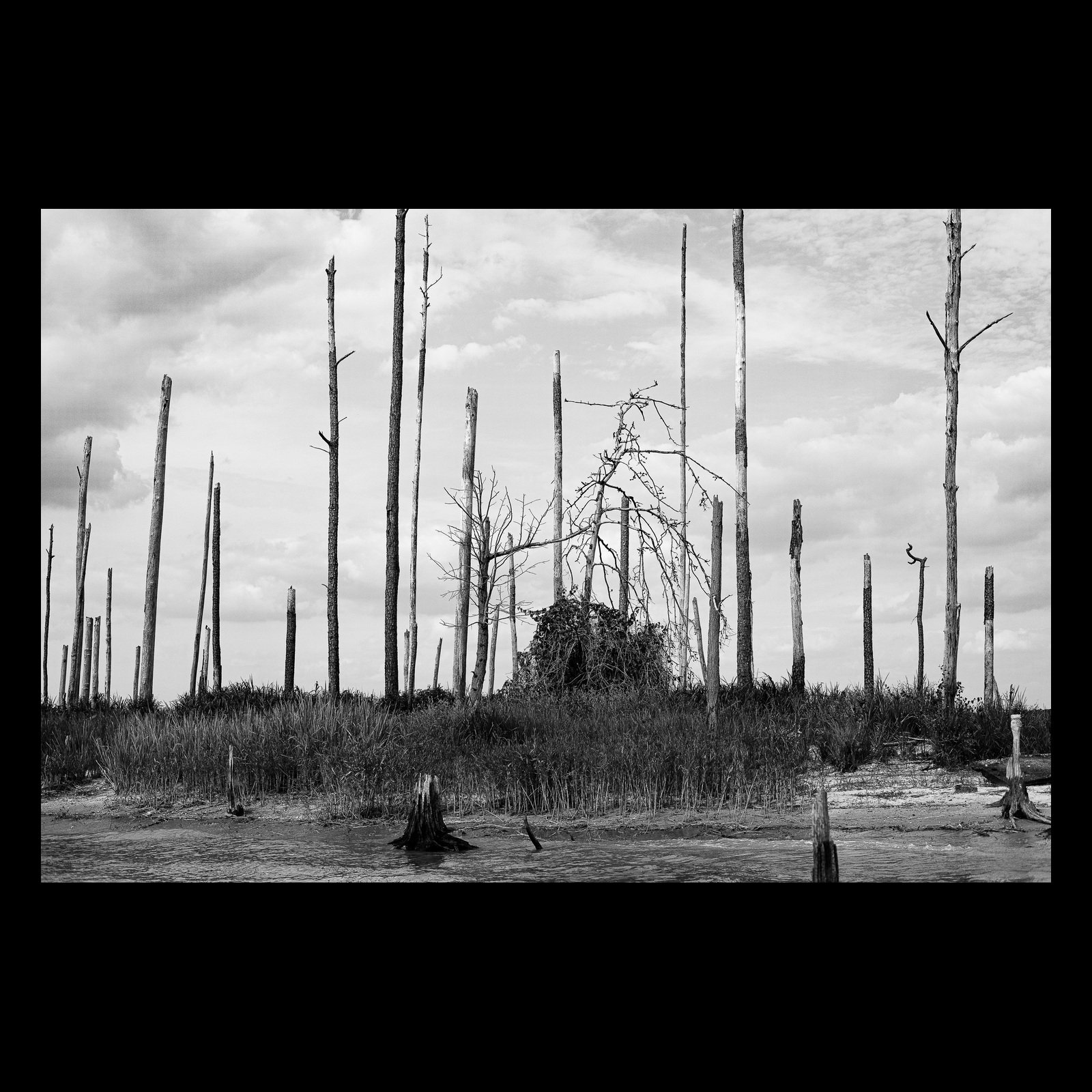 Full-frame black presentation thumbnail of After the Burn, showing bare burned trunks stand across a pale marsh landscape beneath textured clouds in black and white