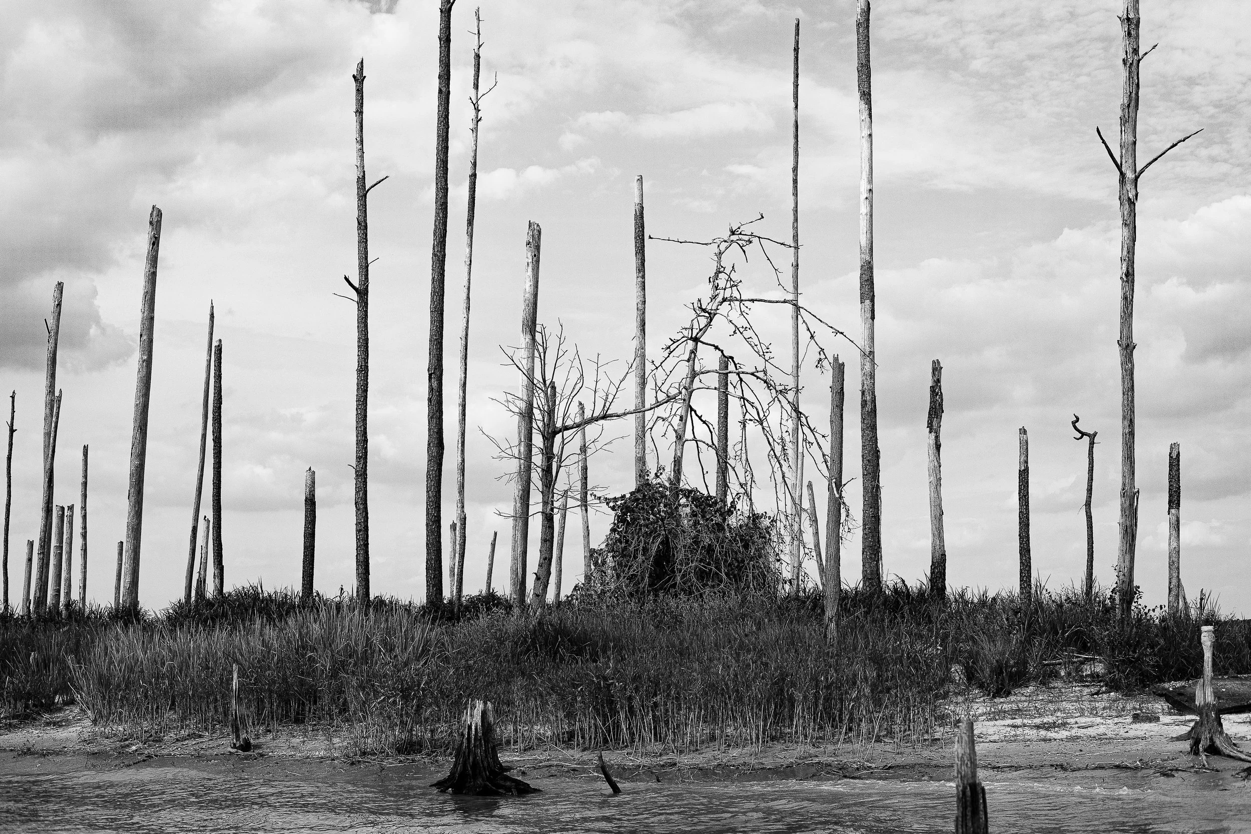Complete uncropped artwork for After the Burn, showing bare burned trunks stand across a pale marsh landscape beneath textured clouds in black and white
