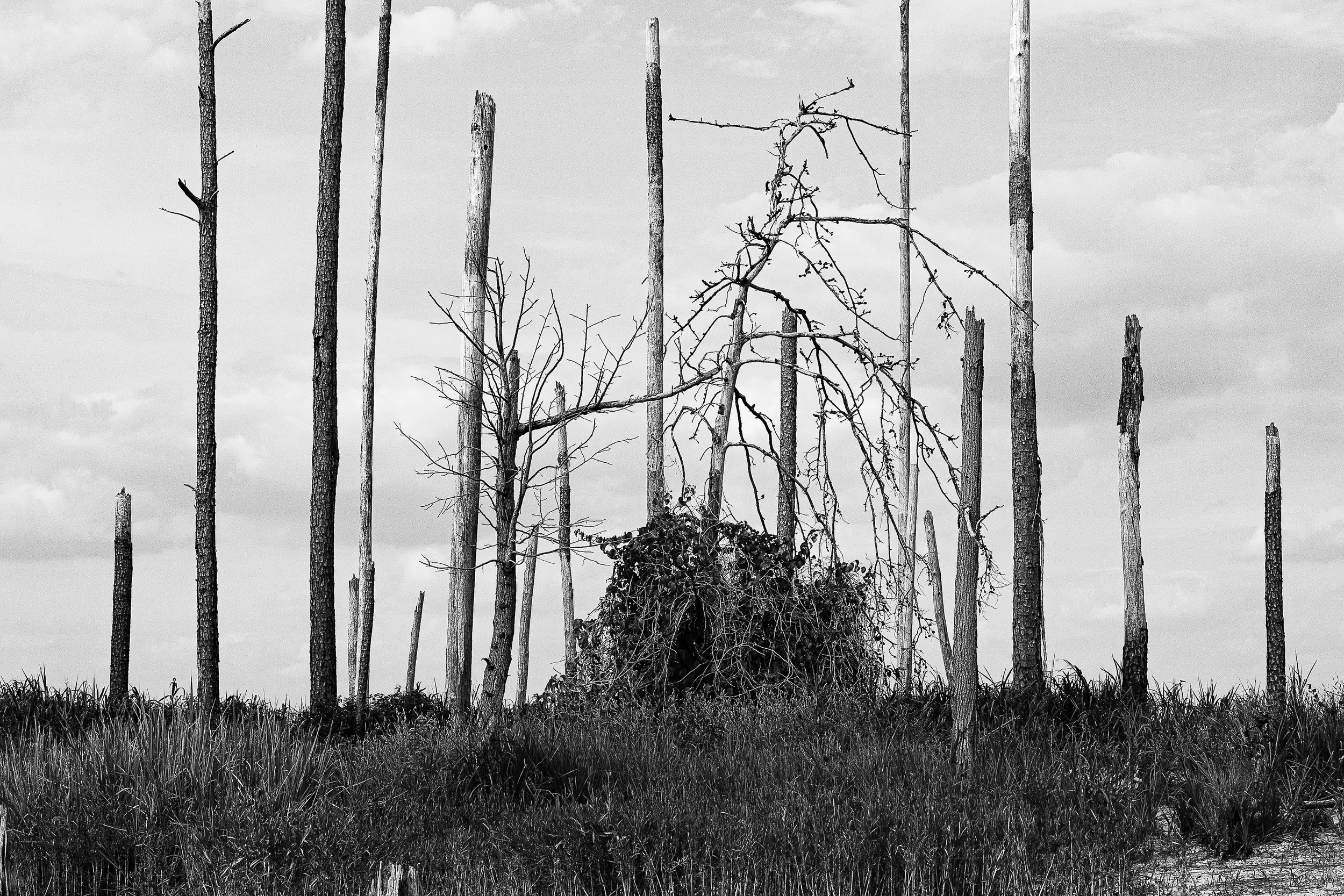 Detail crop from After the Burn, emphasizing stumps, grasses, and distant branches reveal different stages of return