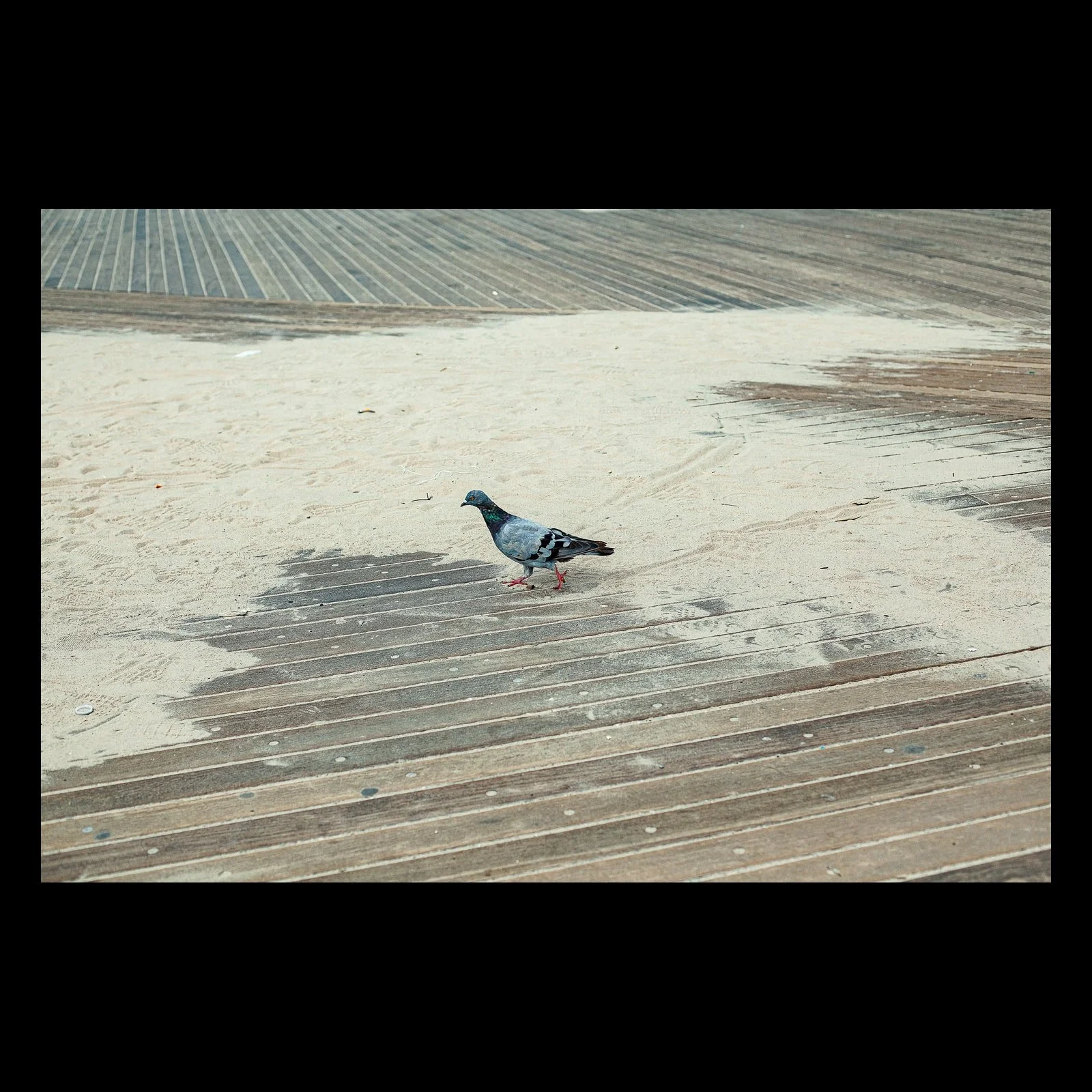Full-frame black presentation thumbnail of A Pigeon Walks Alone, showing a single pigeon crosses a broad striped pavement marked by pale paint