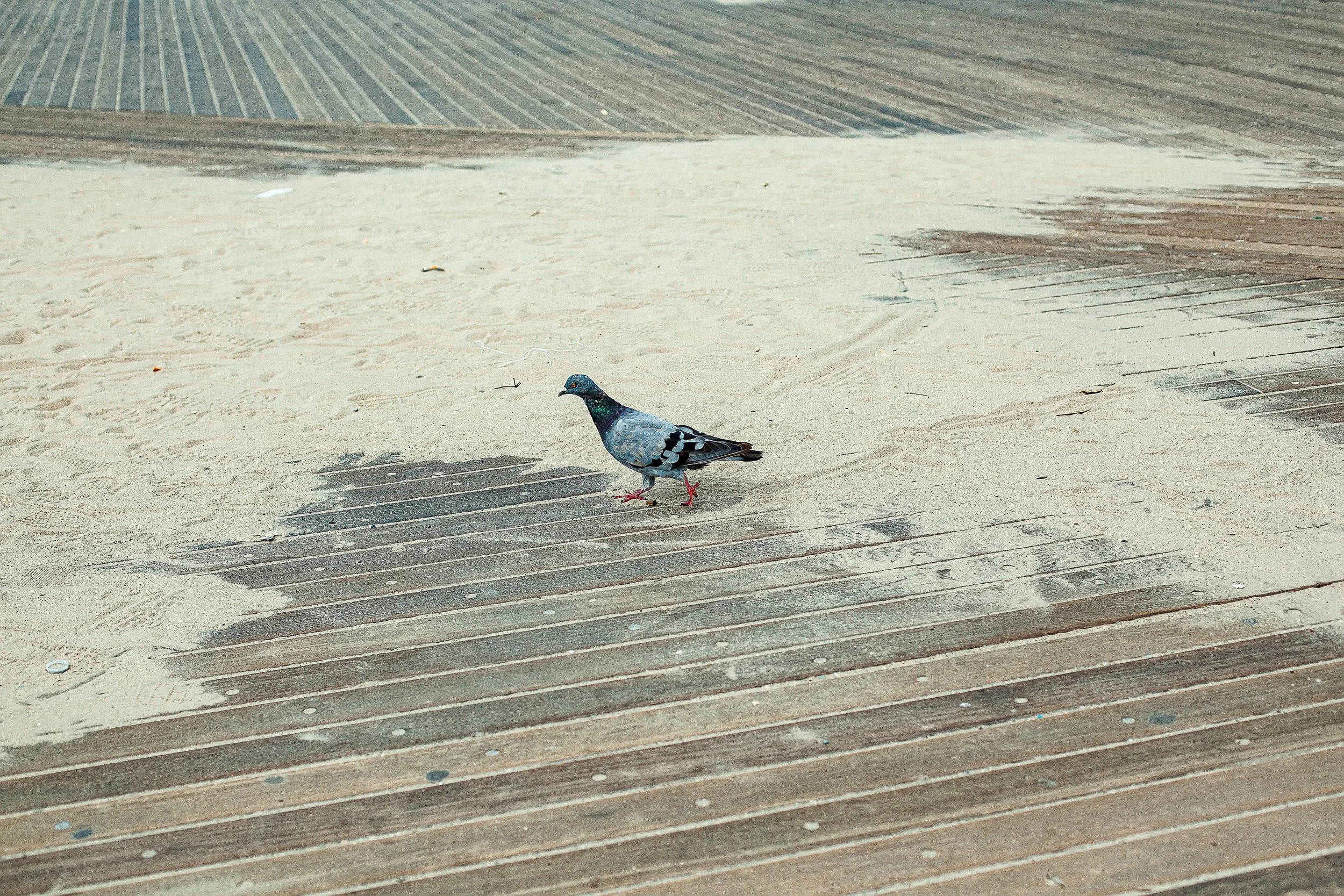 Complete uncropped artwork for A Pigeon Walks Alone, showing a single pigeon crosses a broad striped pavement marked by pale paint