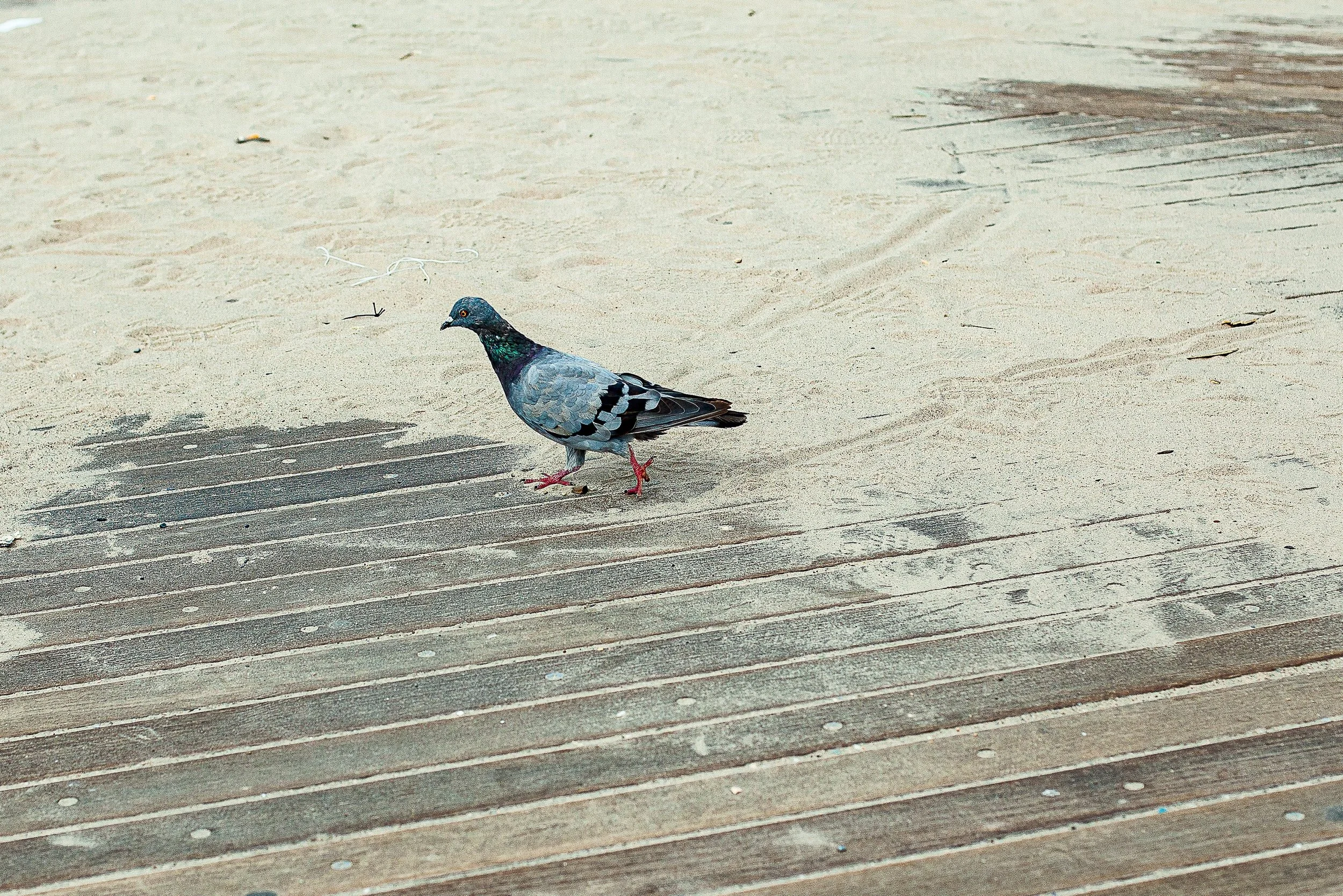 Detail crop from A Pigeon Walks Alone, emphasizing feather color and tiny shadows become more noticeable against the worn ground
